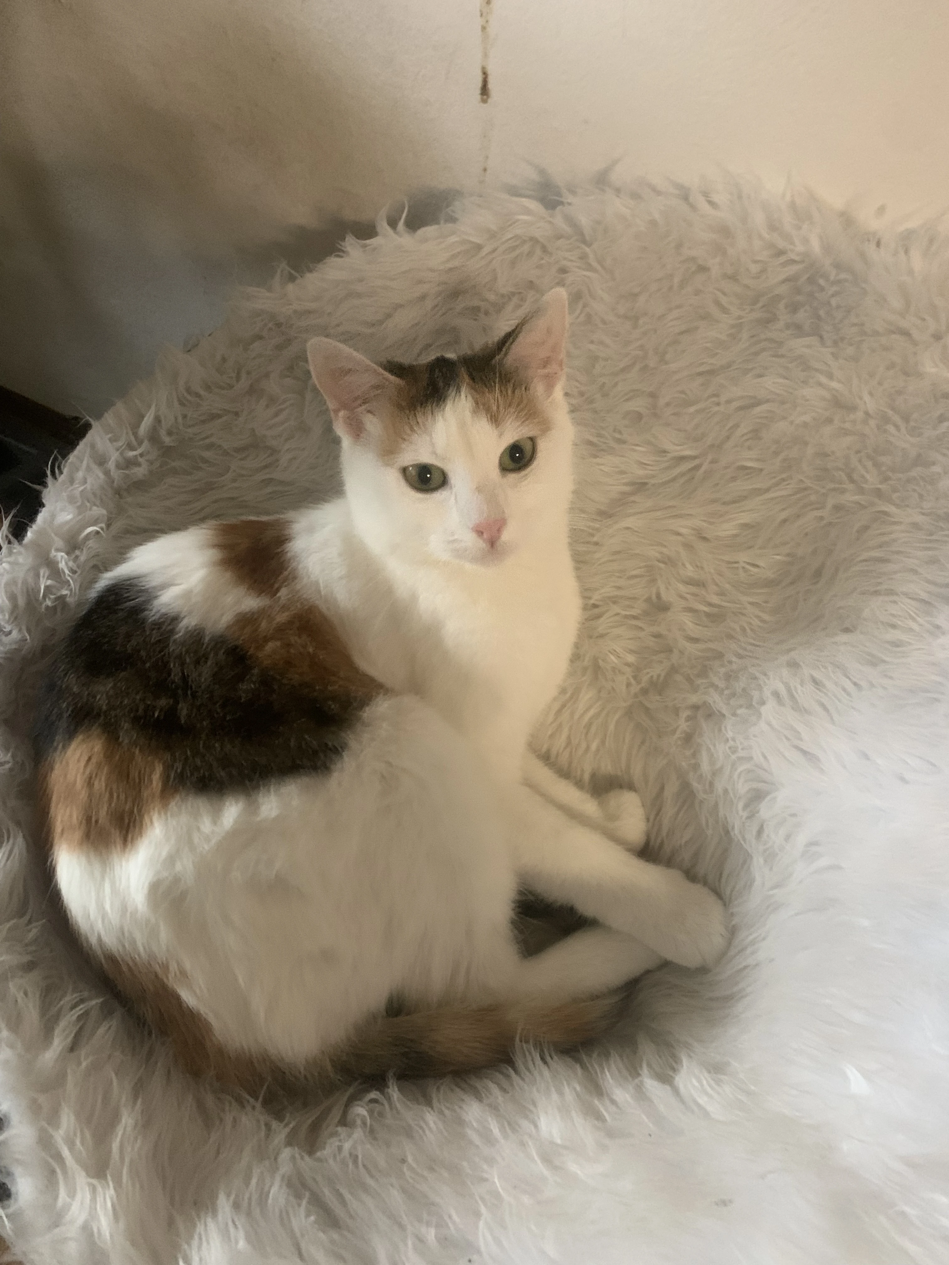 Kotě Lafaet k adopci