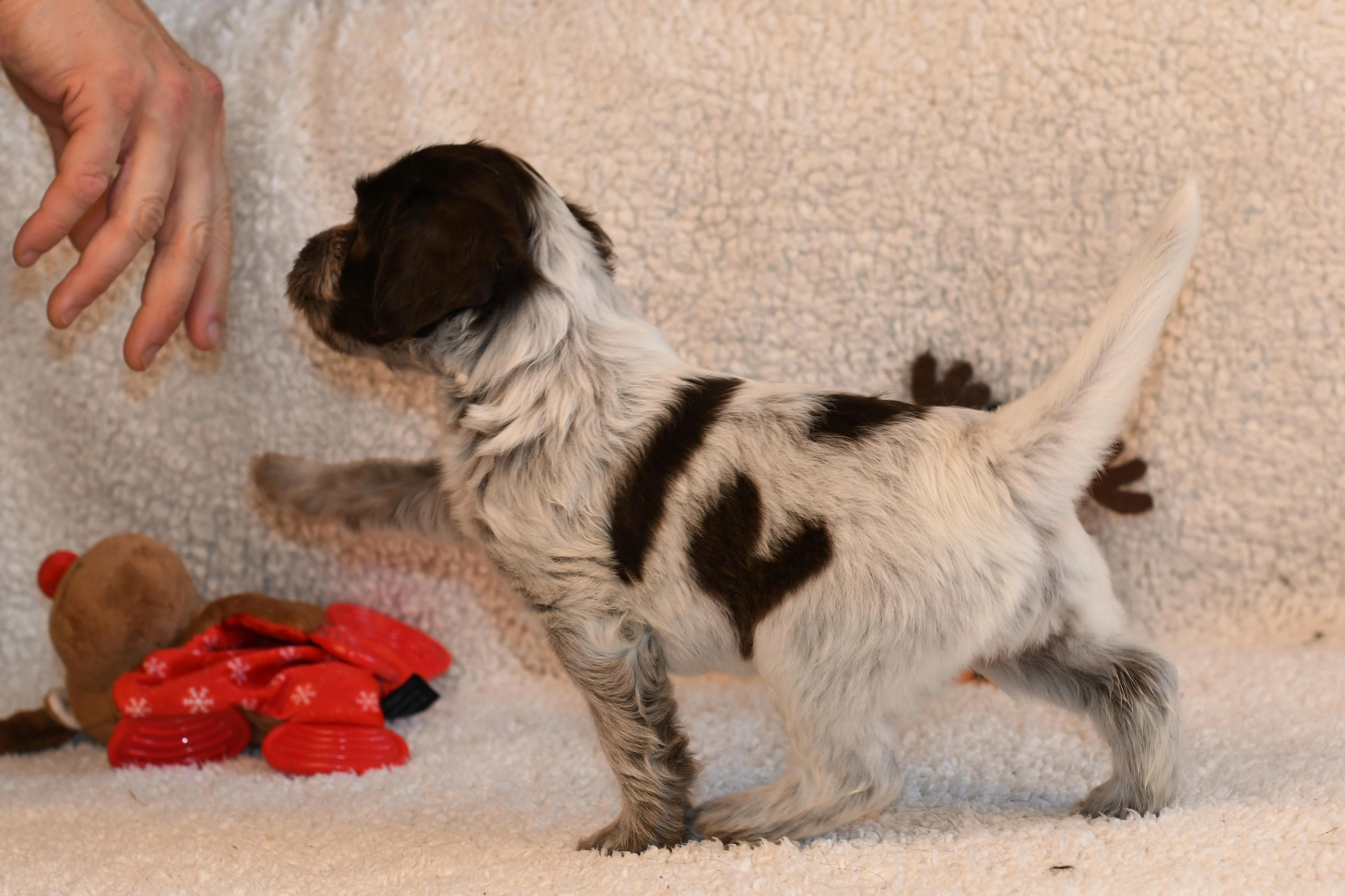 Štěňata Holandského ovčáckého pudla s PP