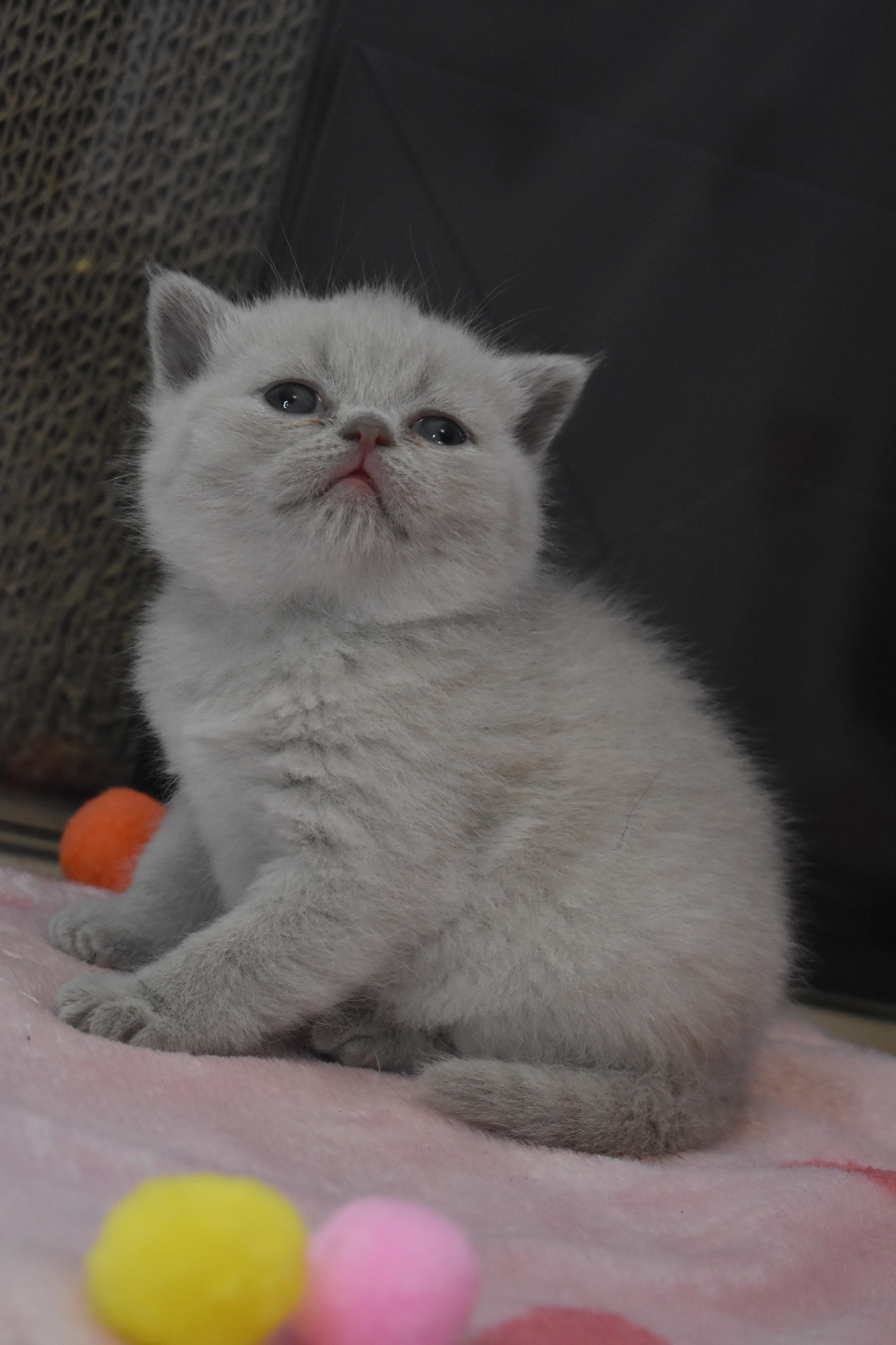 Britská krátkosrstá koťátka