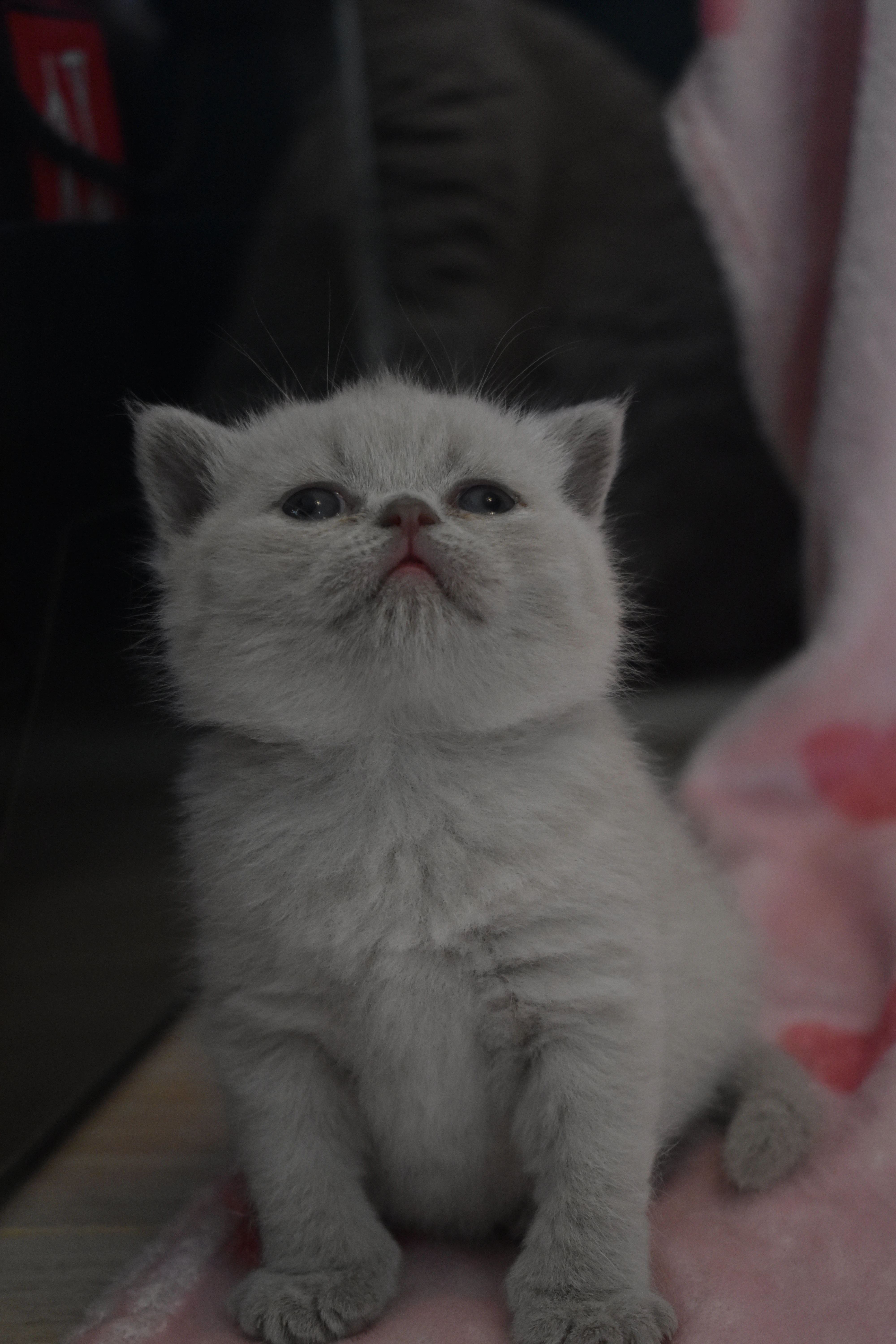 Britská krátkosrstá koťátka