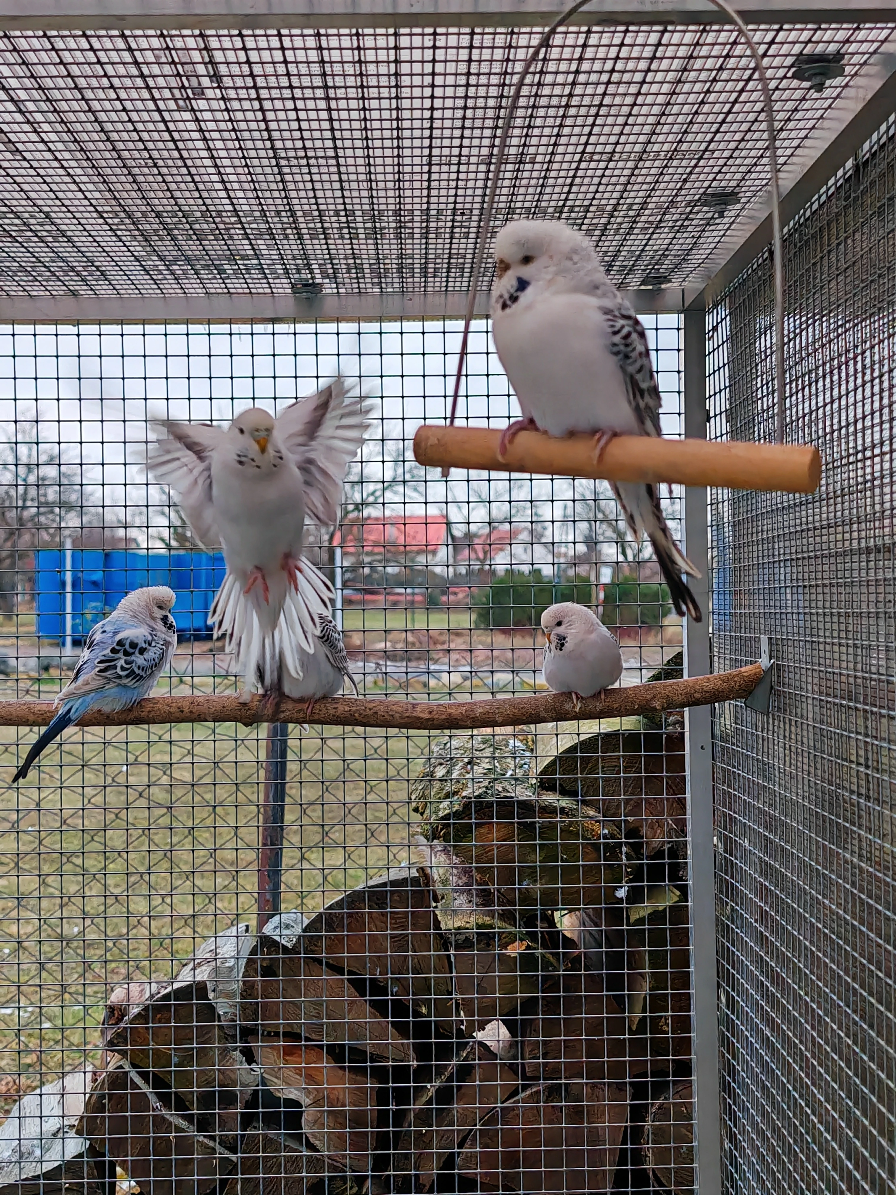 Andulka vlnkovaná TCB