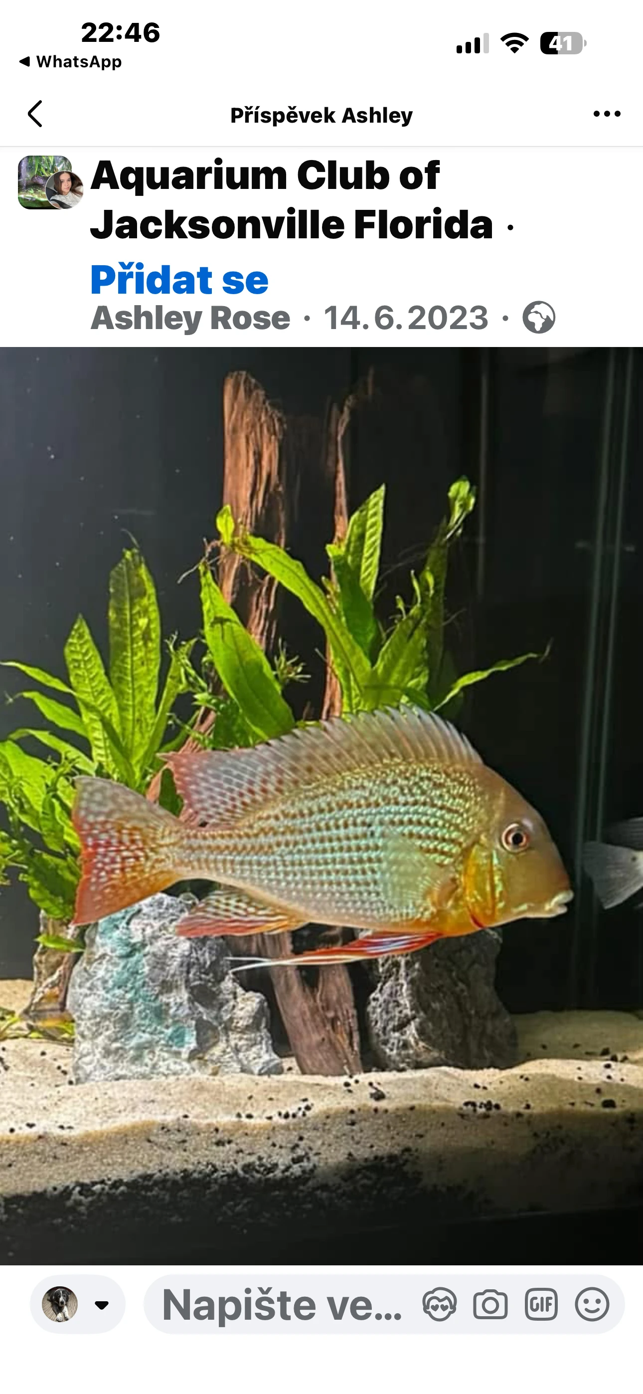 Geophagus Altifrons Trombetas