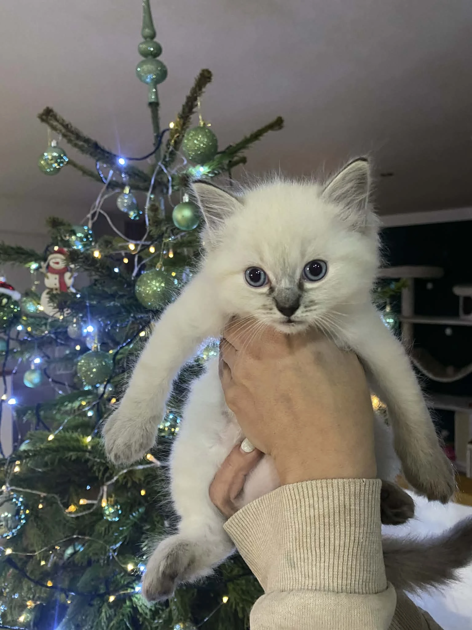 Prodám kotě Ragdoll