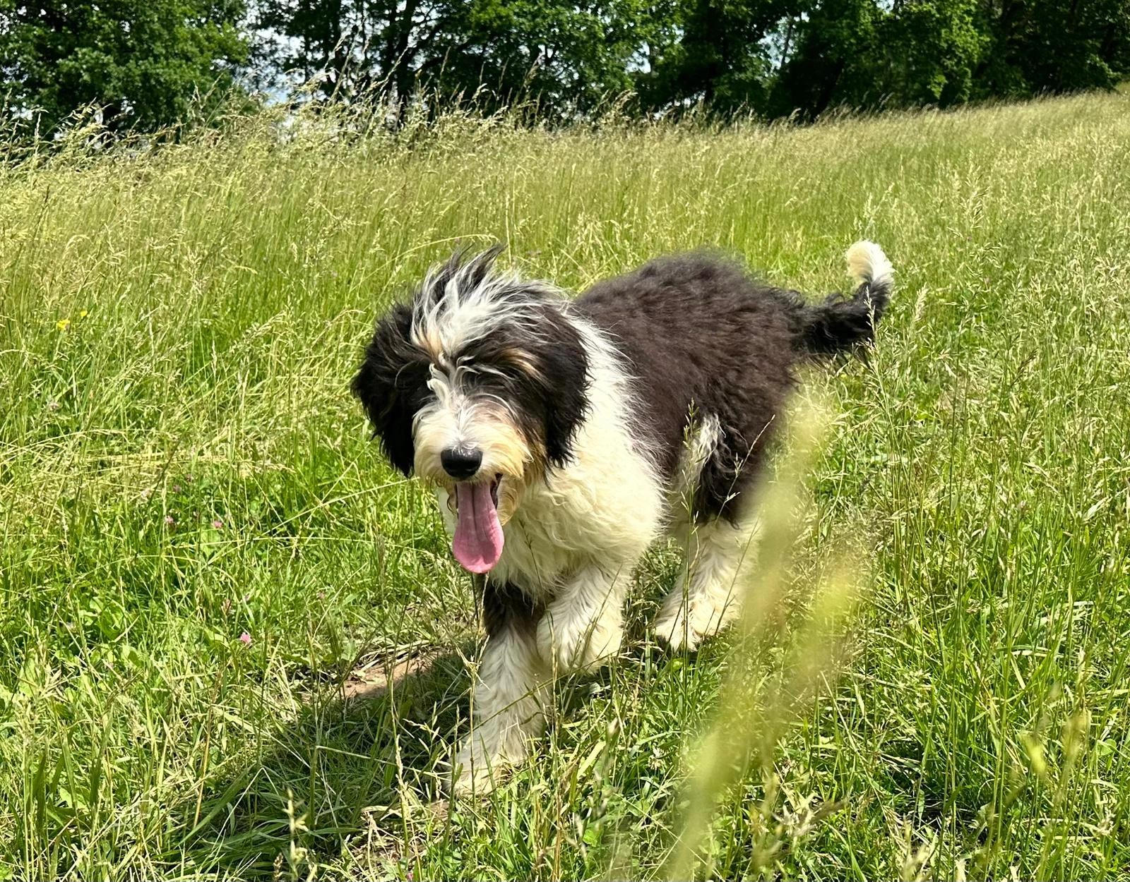 Pejsek Bordoodle s PP