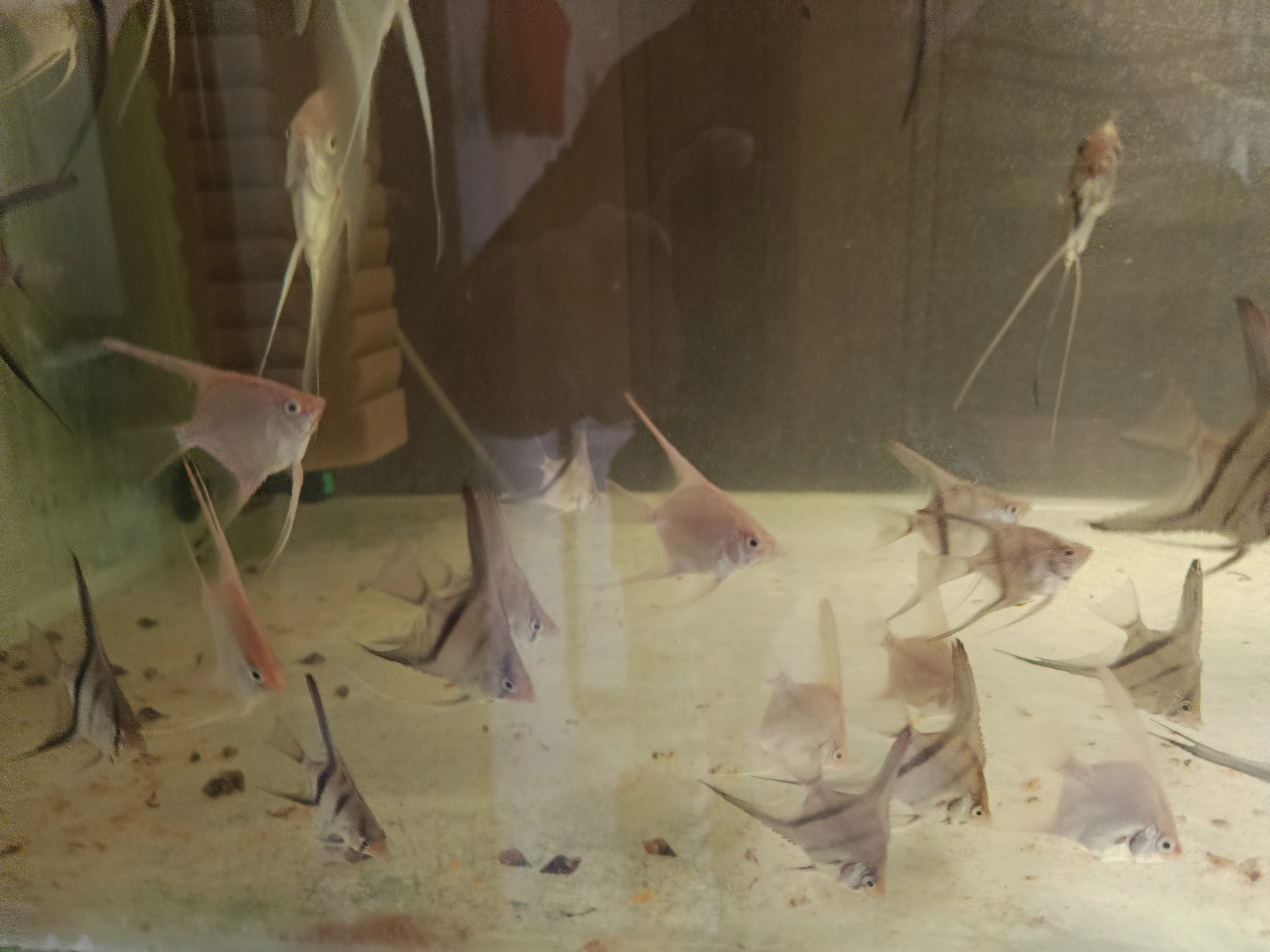 Skaláry vlastní odchov