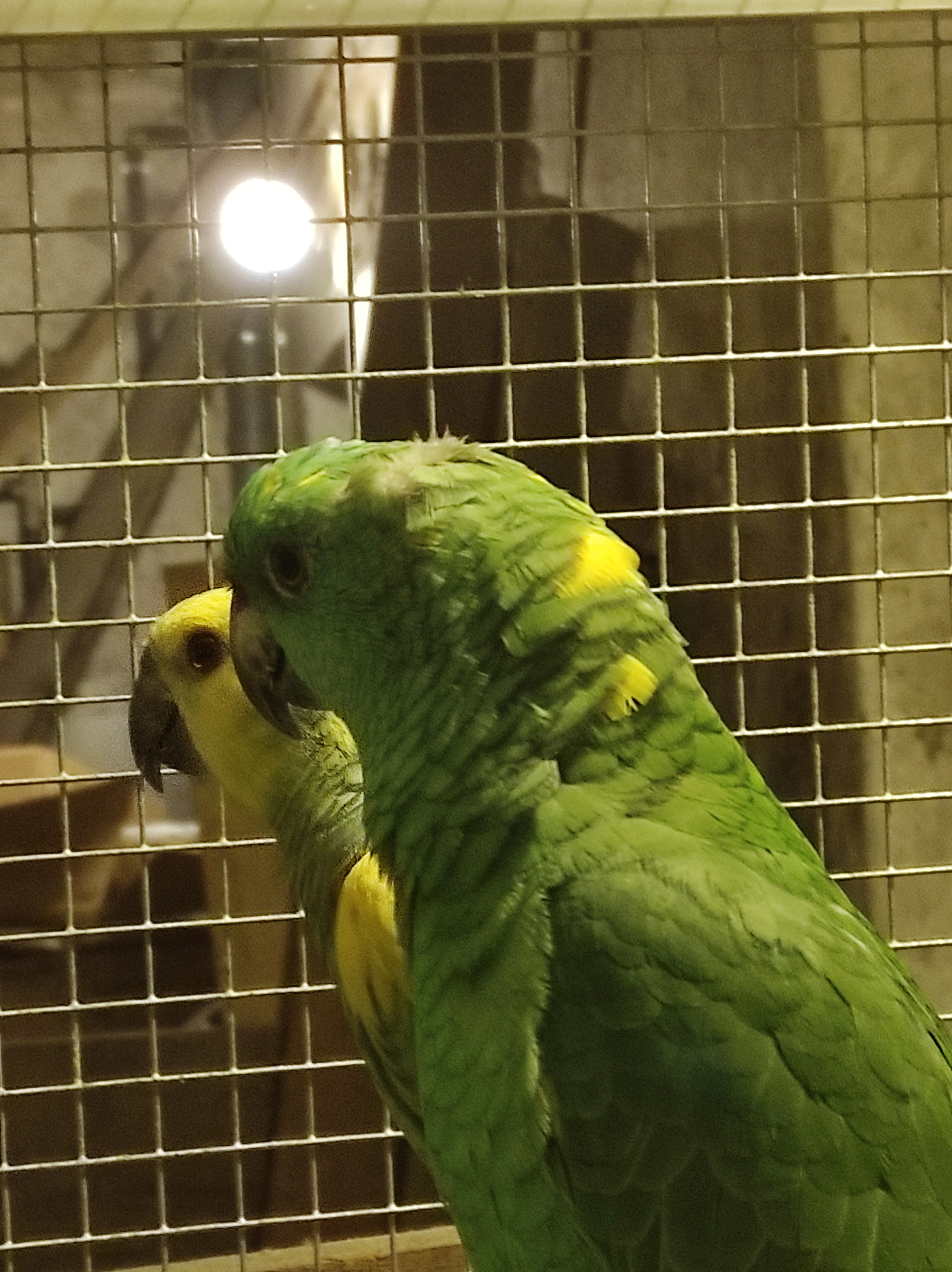 Amazoňan žlutokrky