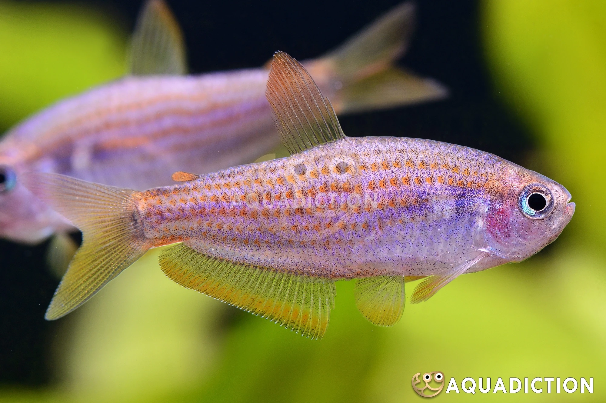 Tetra královská var.pink