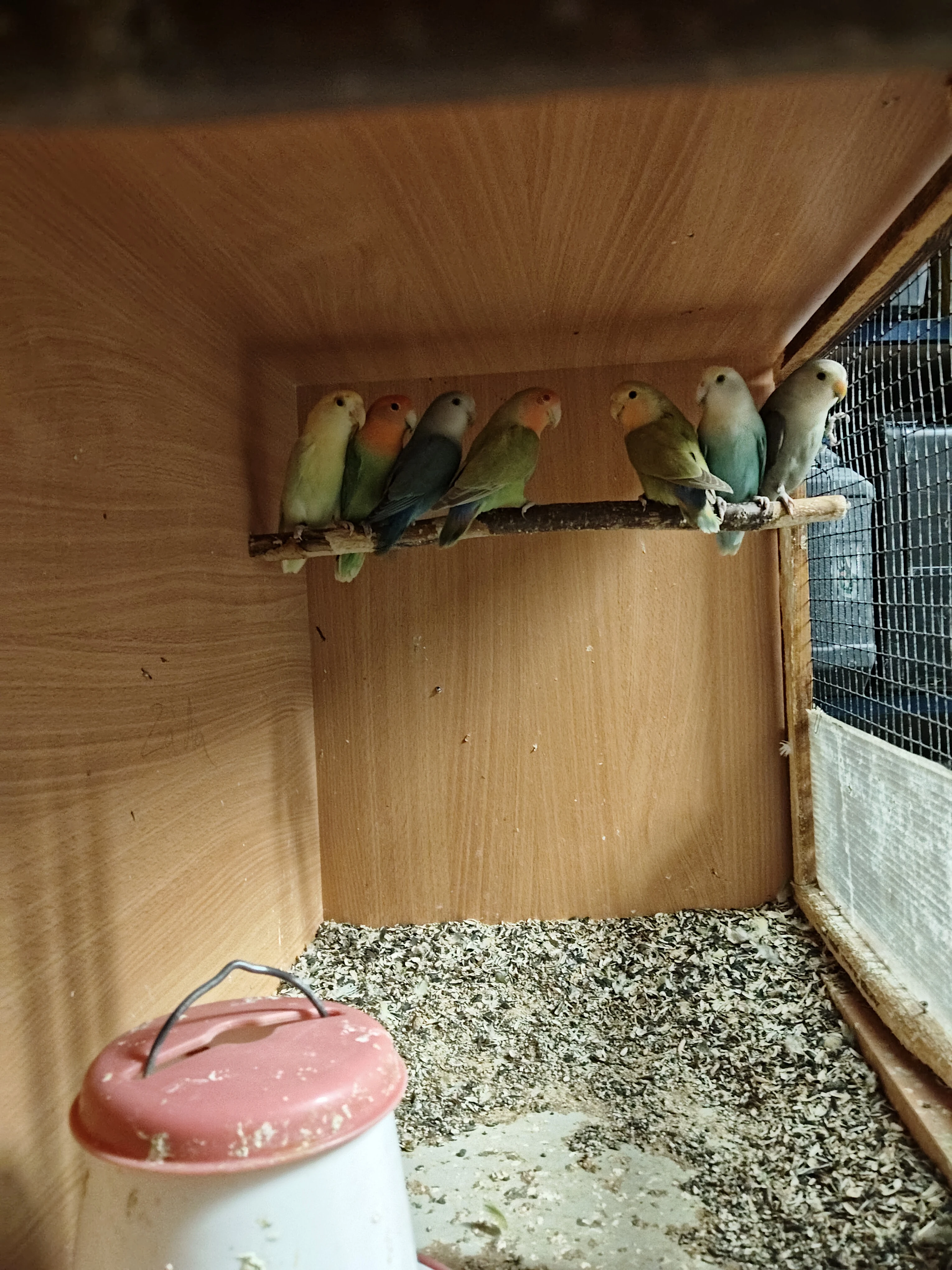 Agapornis ružohrdlý