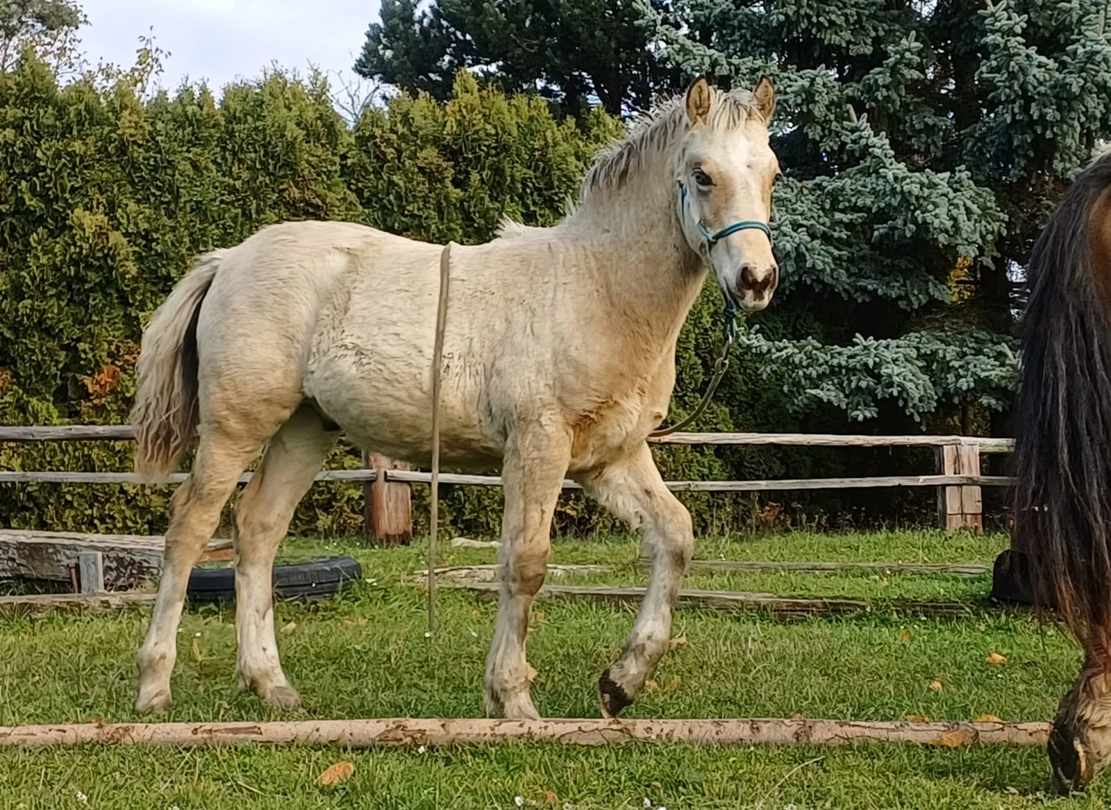 Nabízím k prodeji hřebečka Welsh Part Bred