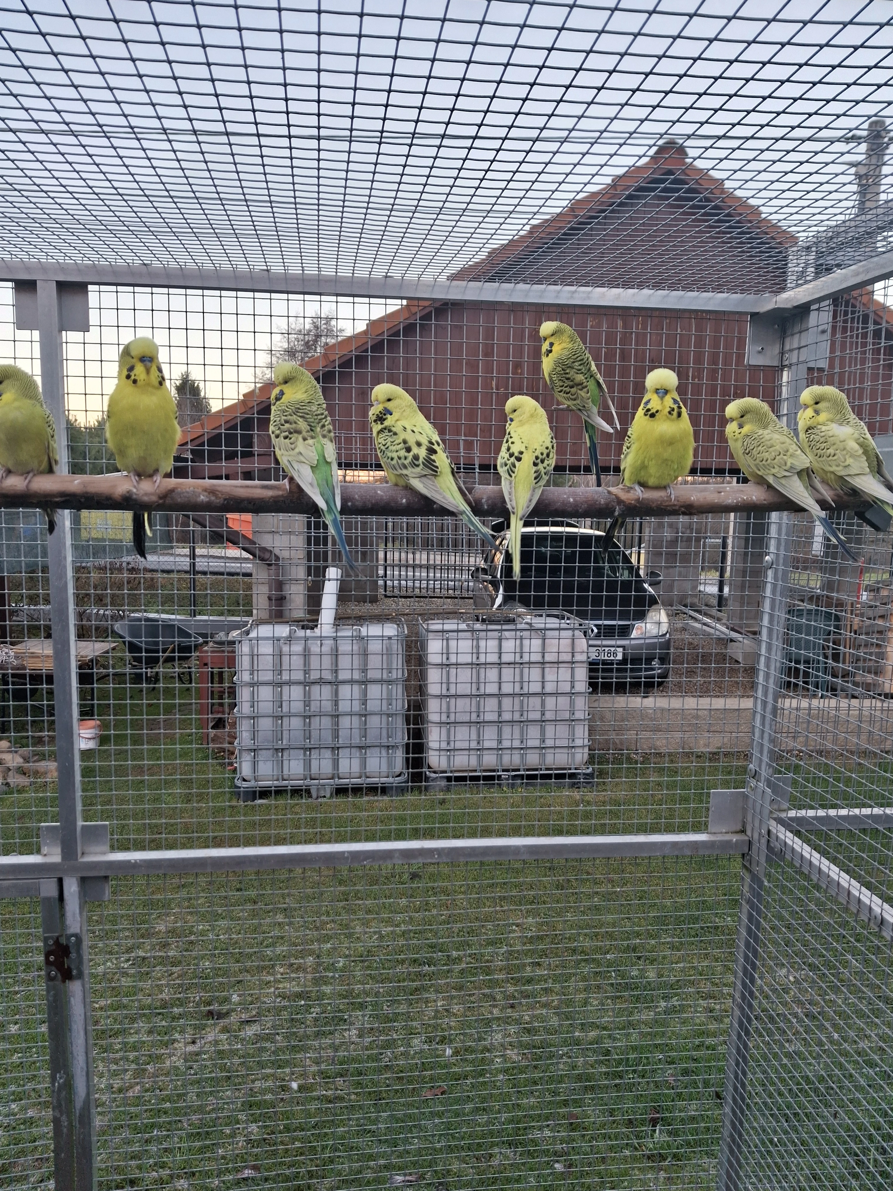 Prodám letošní kroužkované andulky TCB (Texas clearbody)