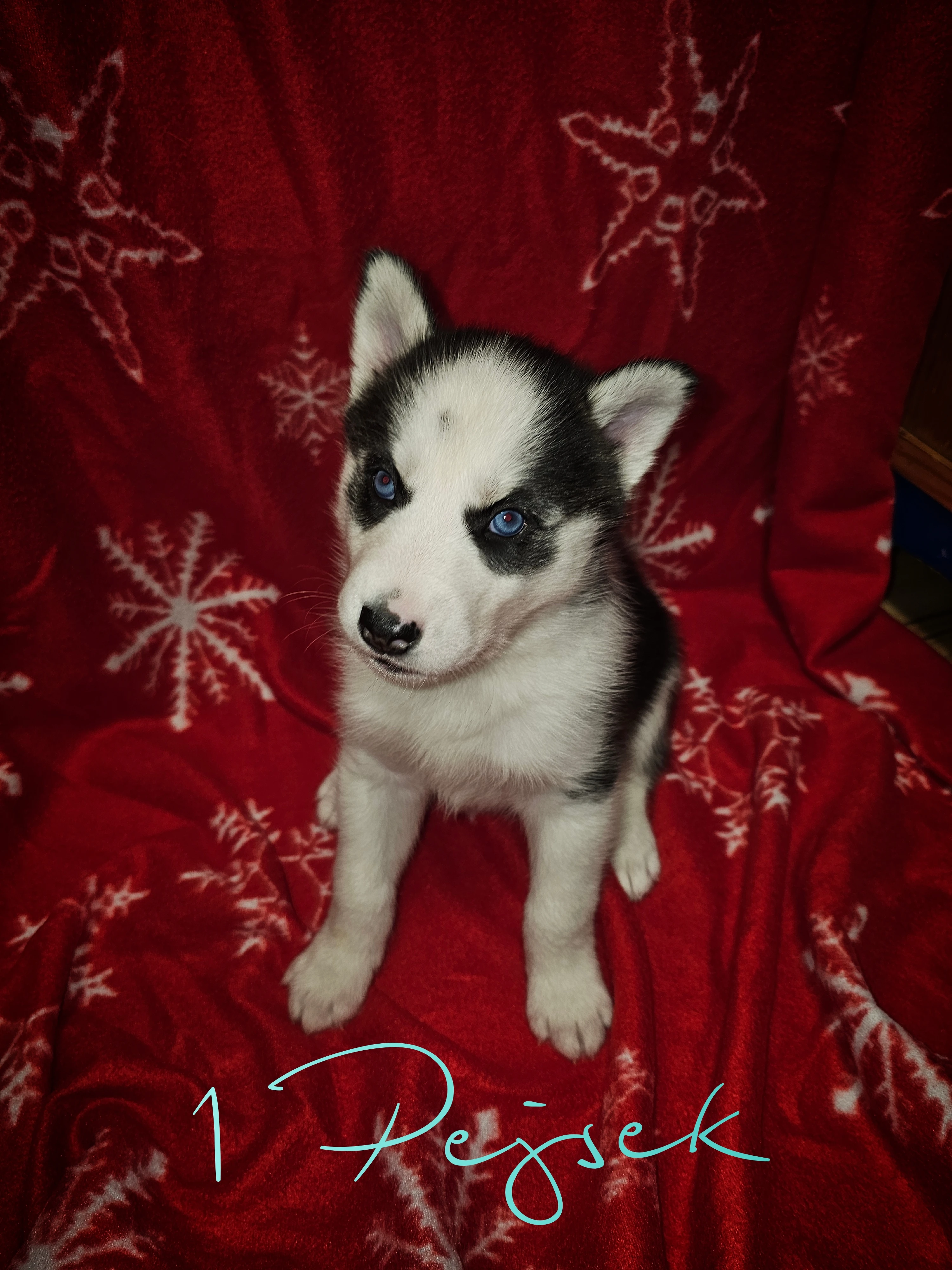 Sibiřský Husky štěňátka