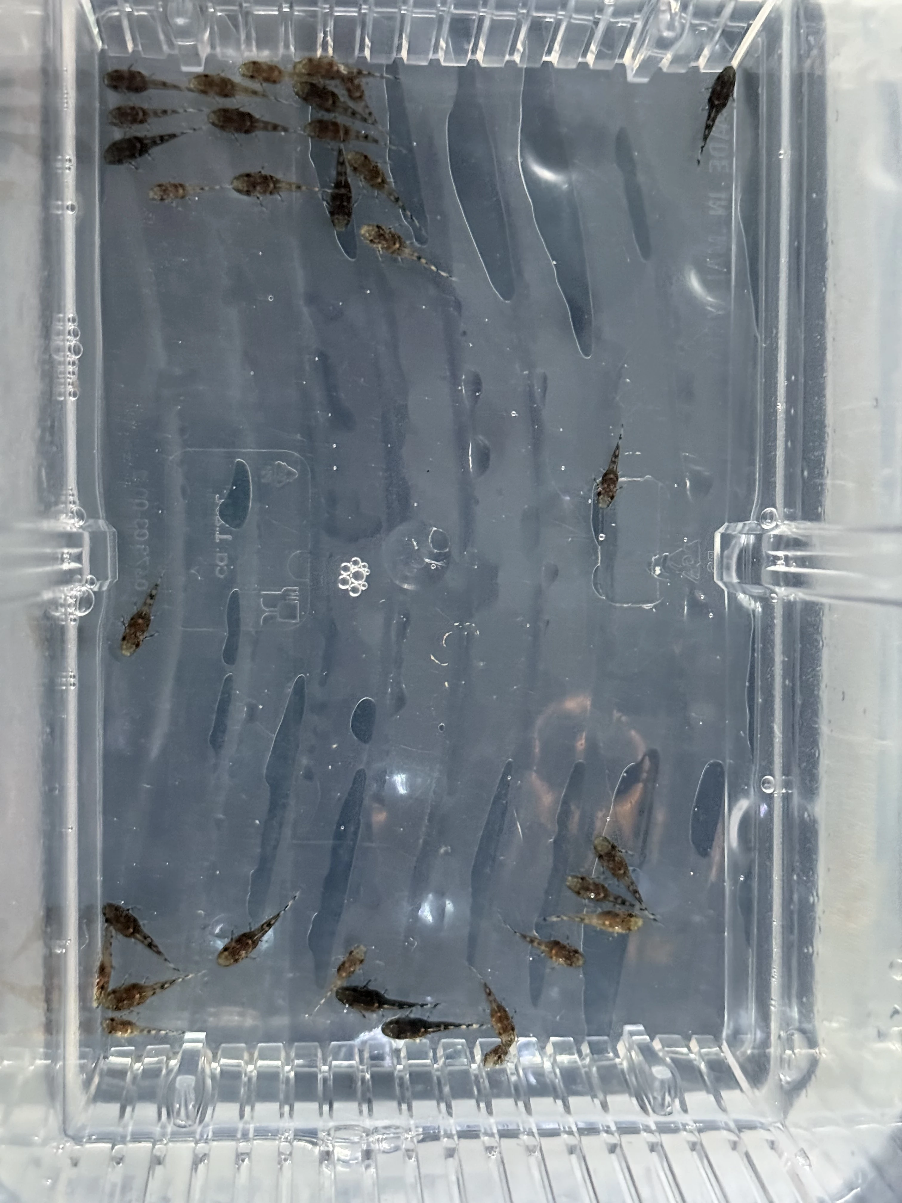 Prodám chovný pár Ancistrus sp. L519 Rio Itenéz (HoneyComb)