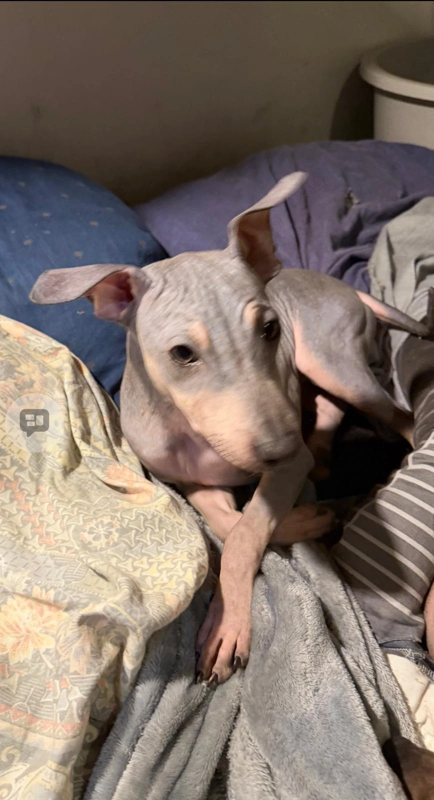 Štěně Amerického bezsrstého teriéra (fenka)