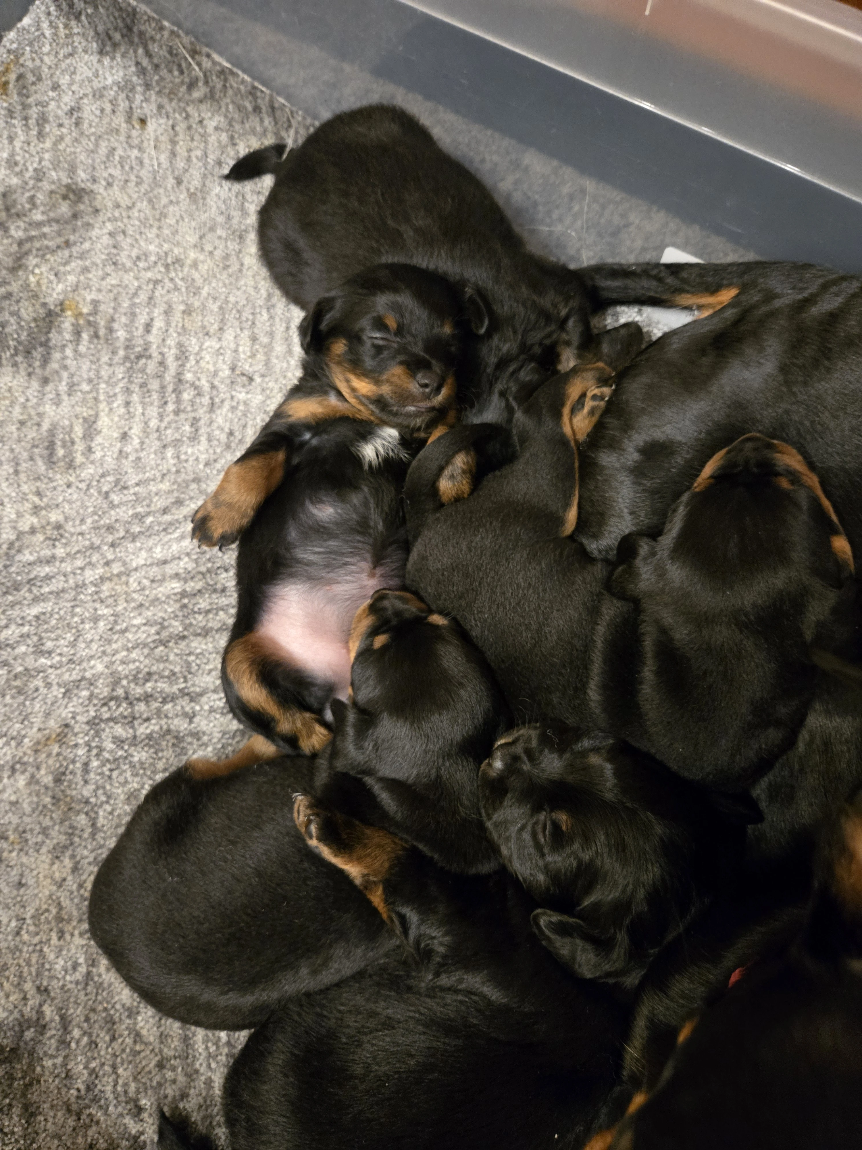 Prodej štěňat krysařika