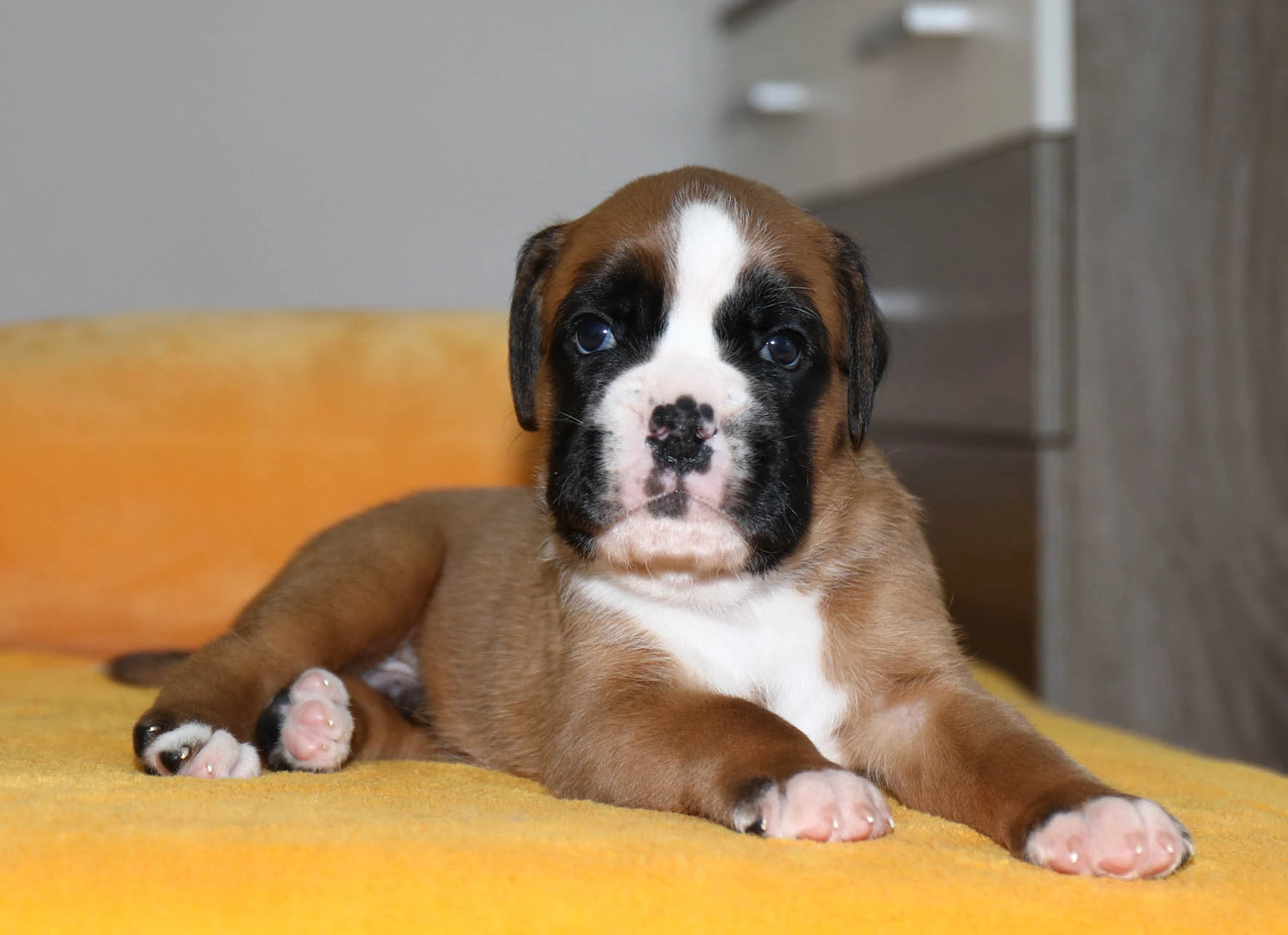 Prodej štěňat Německého boxera s PP-FCI