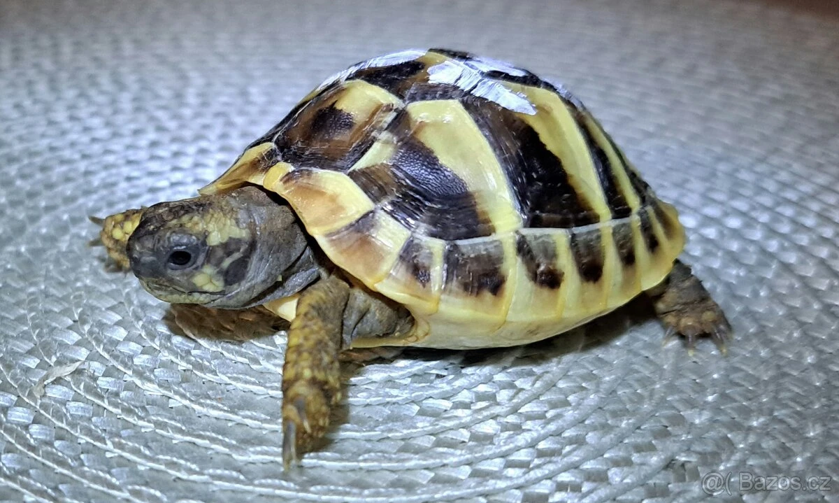 Želvy zelenavé