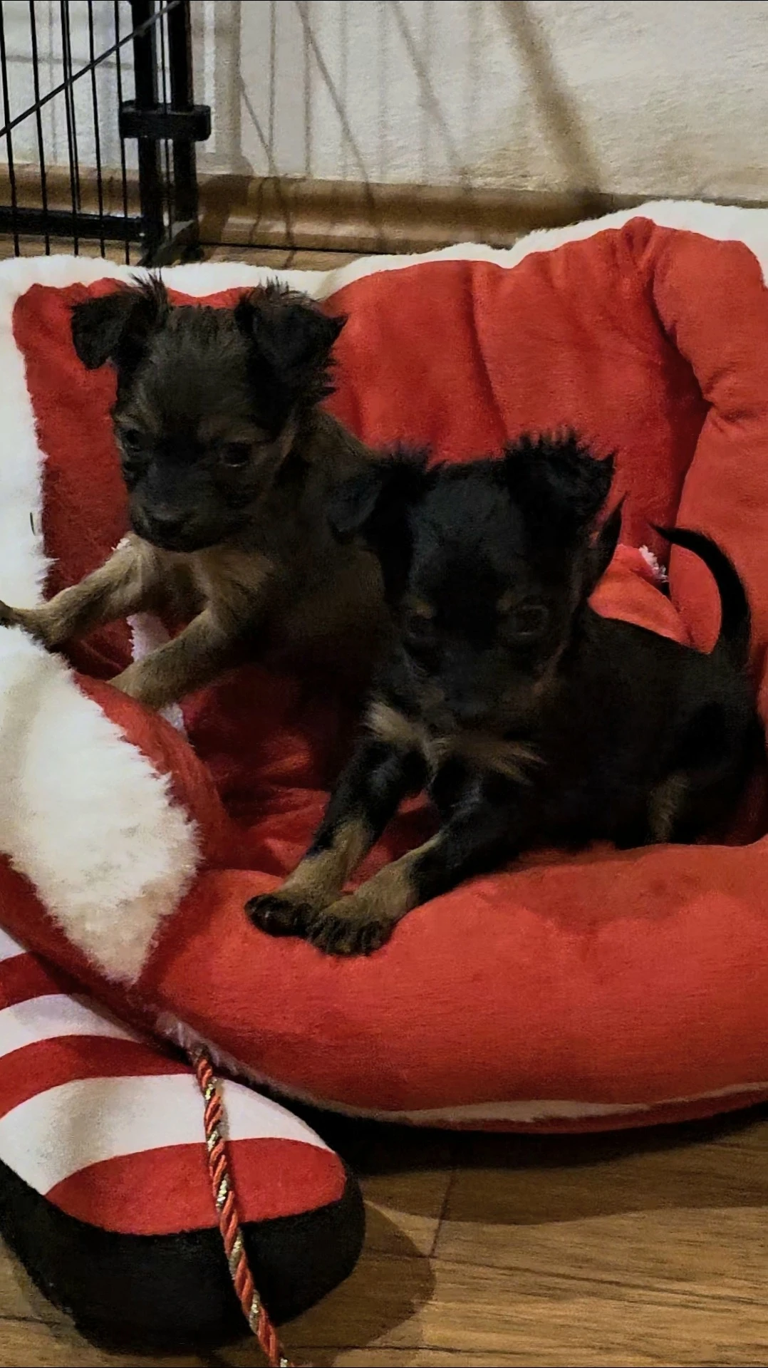 Ruský toy s PP v FCI