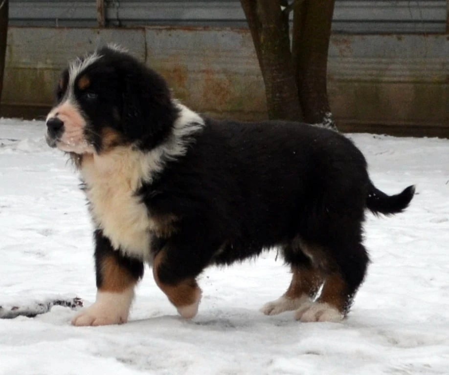 Středoasijský pastevecký pes-štěně k rezervaci