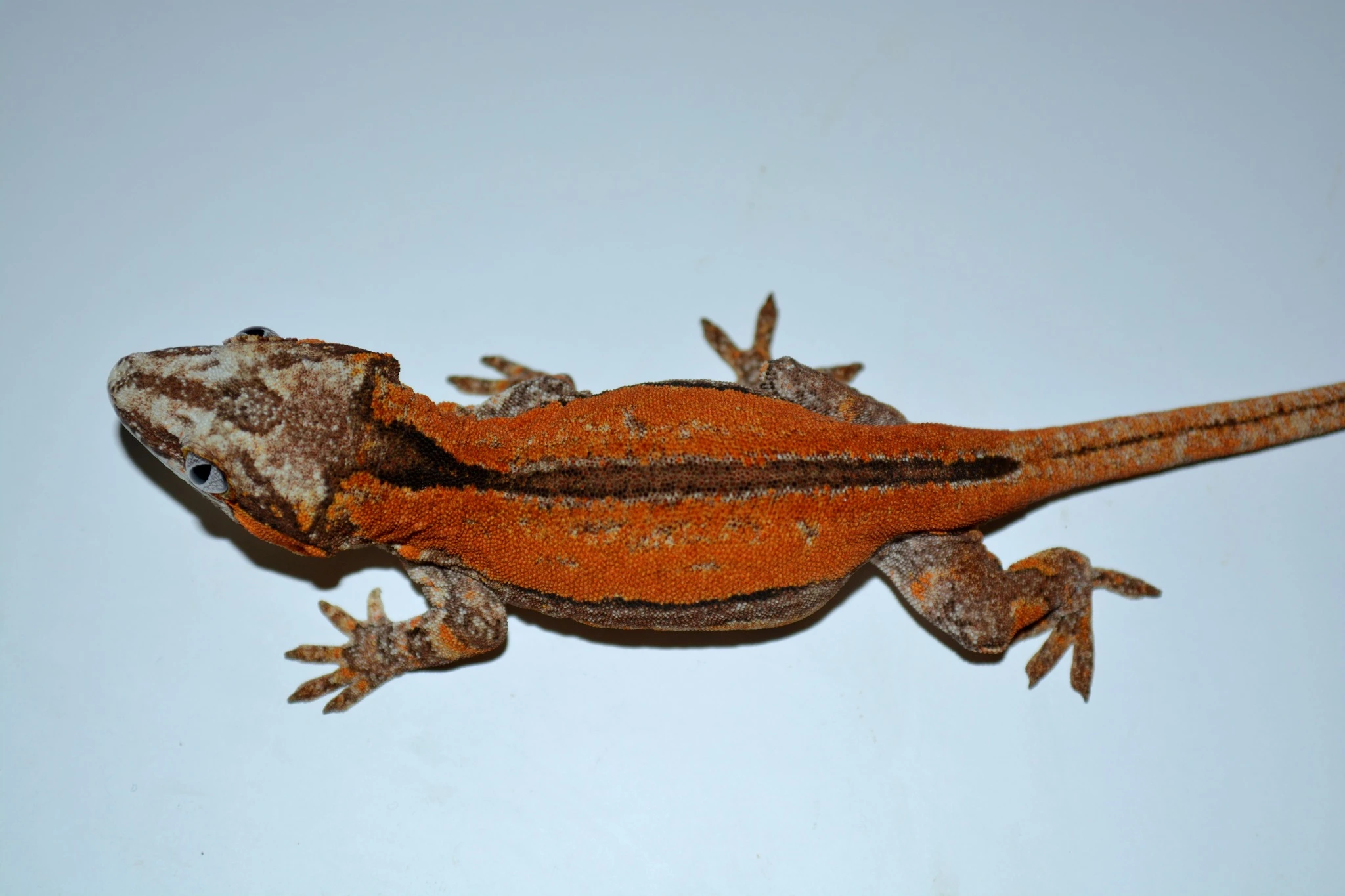 Rhacodactylus auriculatus