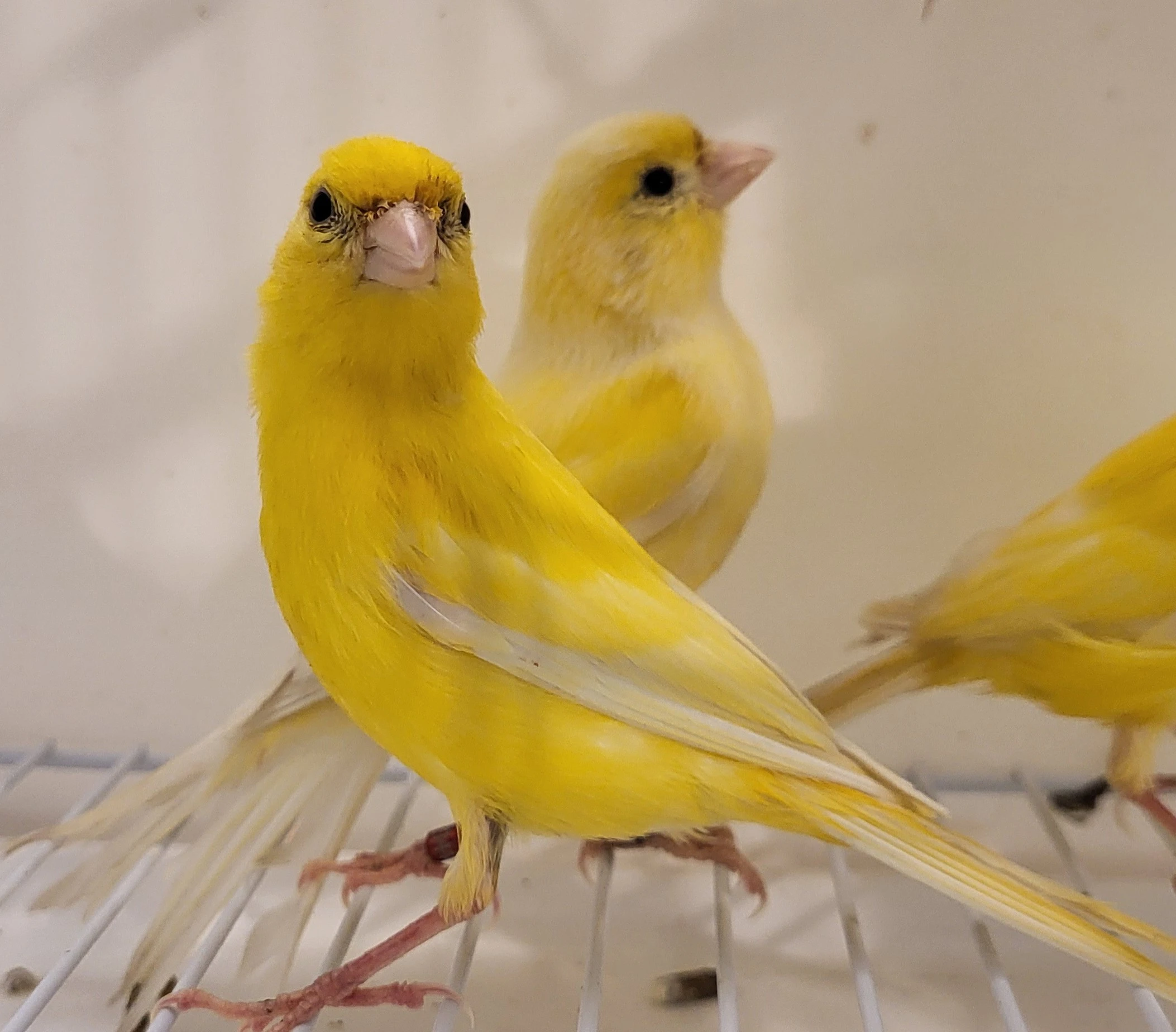 2 samce kanára raza espagnola