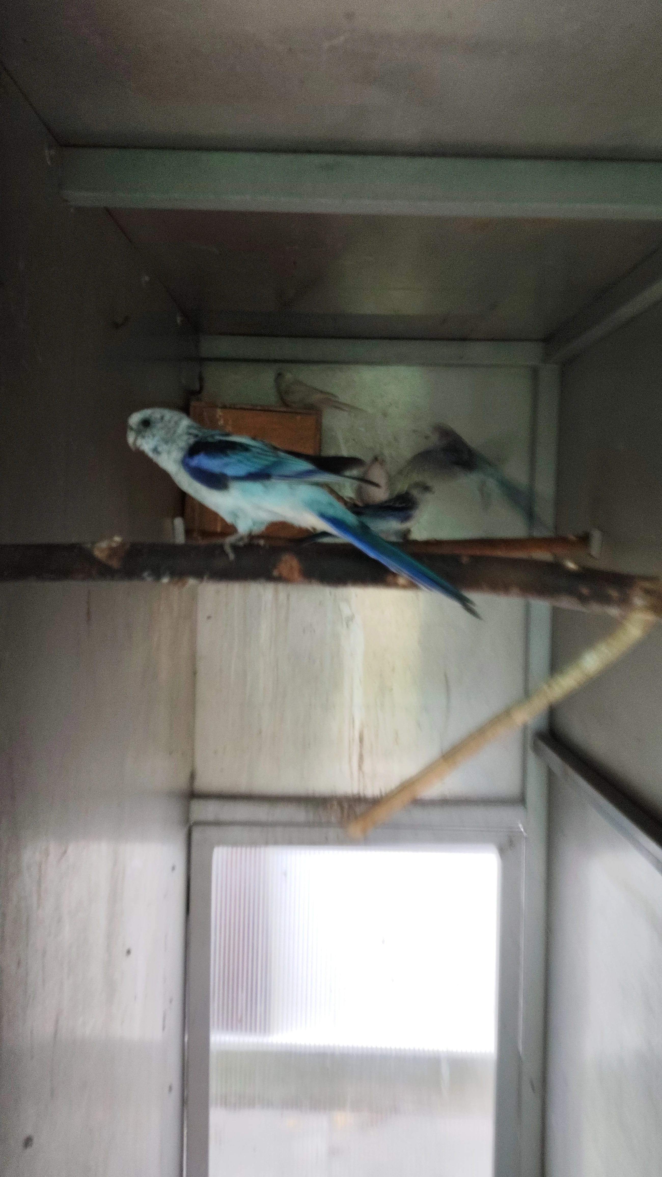 Rosela pestrá modrá na ino