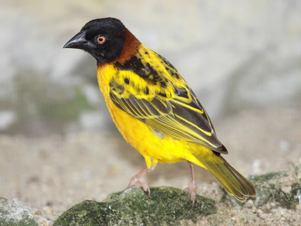 1,1 Snovač zahradní