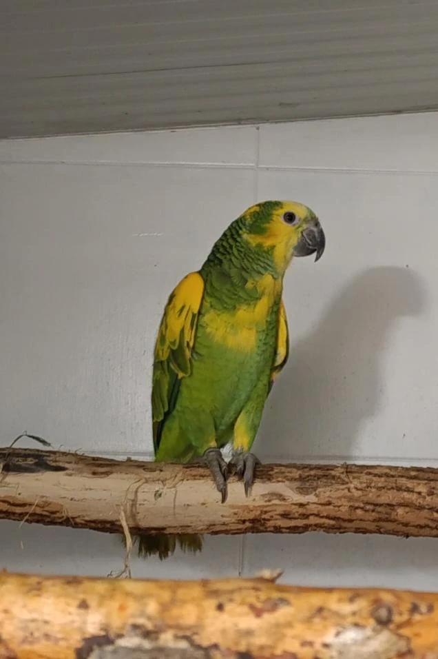 Amazoňan modročelý (aestiva xanthopteryx) 1.0 r. 2025