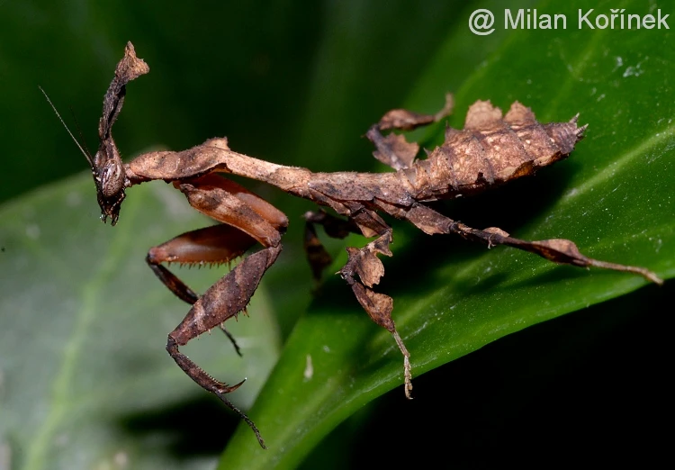 Phyllocrania paradoxa