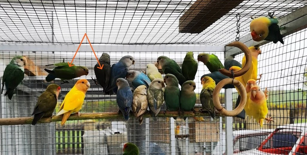 Agapornis růžohrdlý