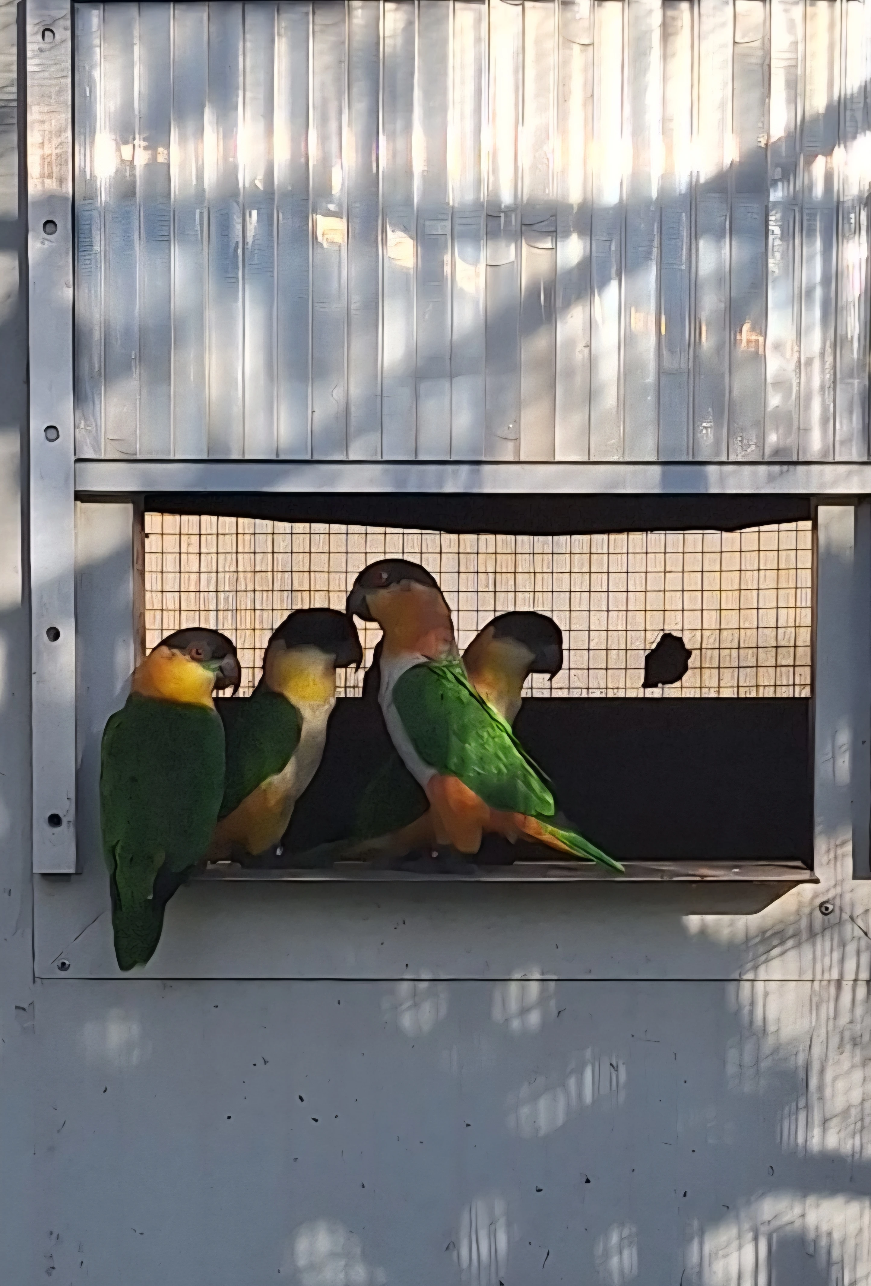 Amazónek černotemenny