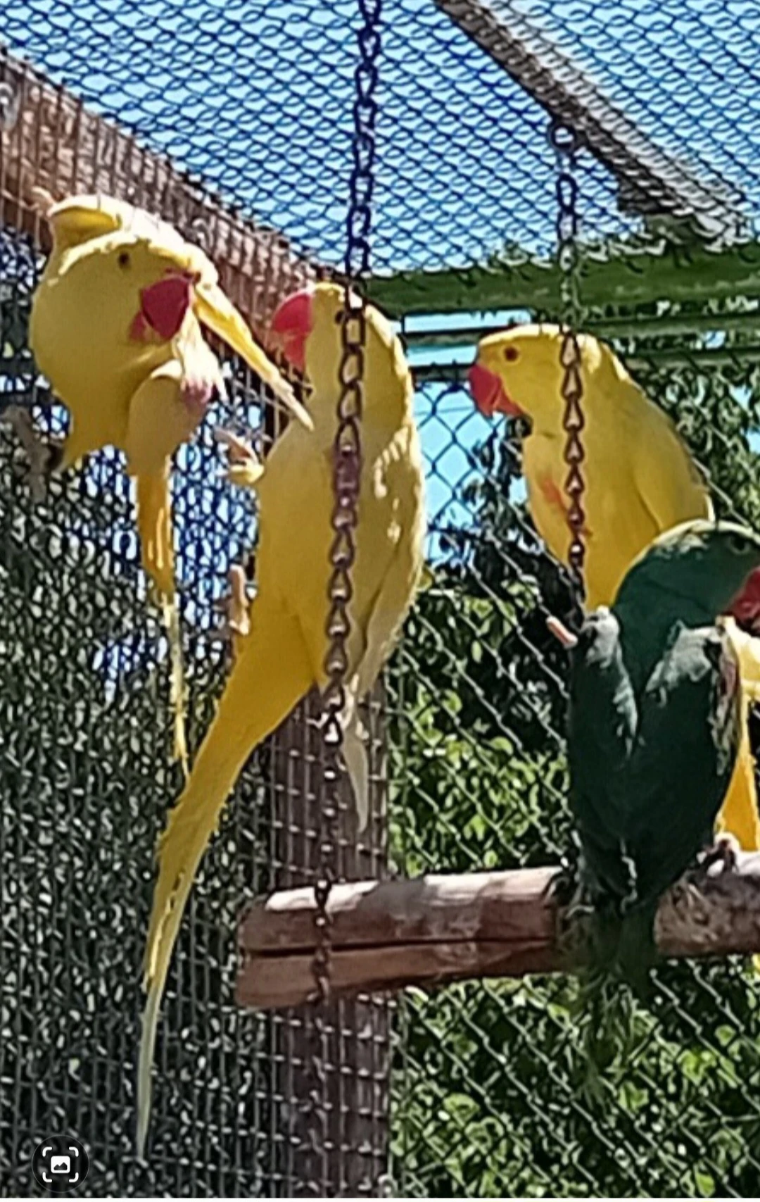 Alexander veľký- lutino