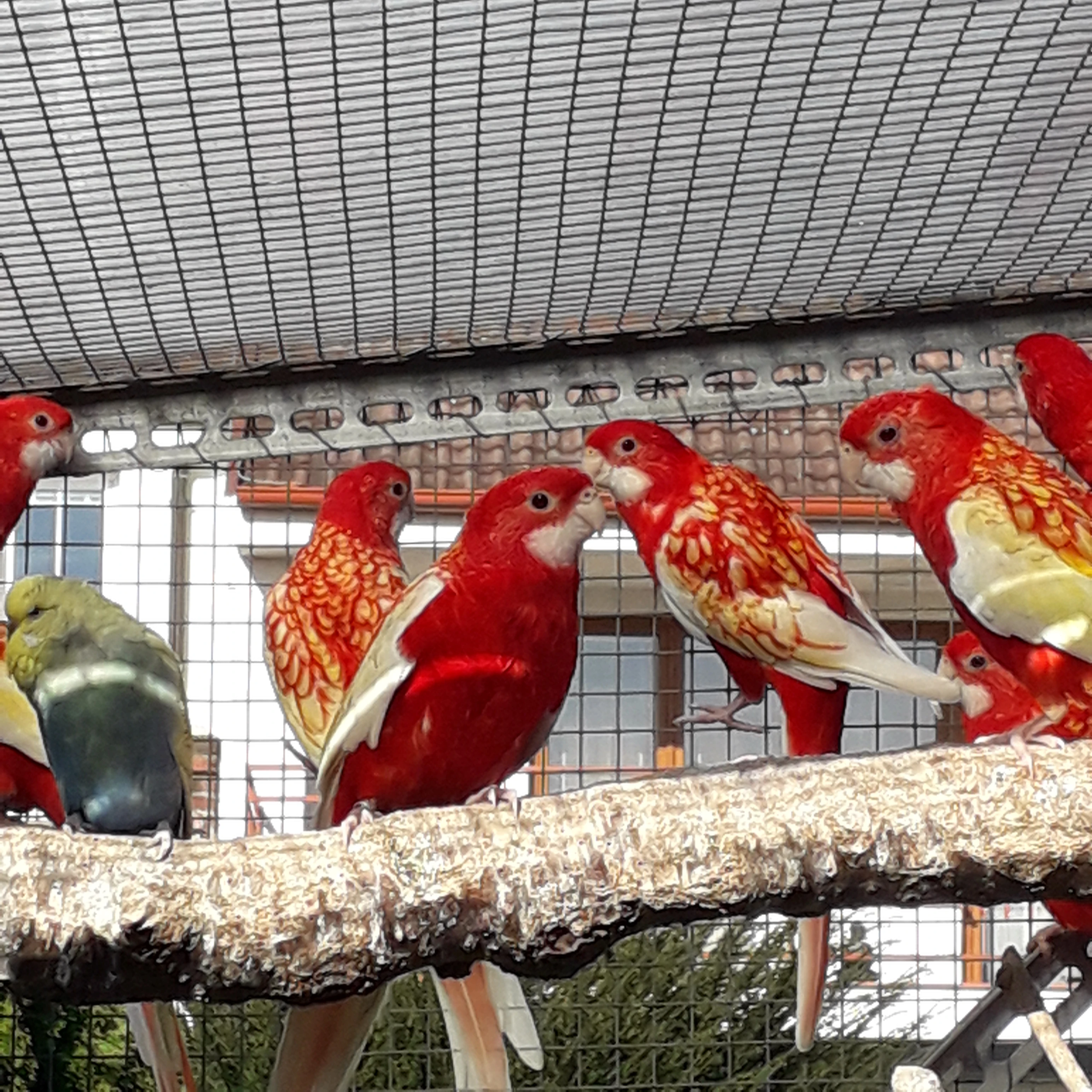 Rosela pestrá - rubino