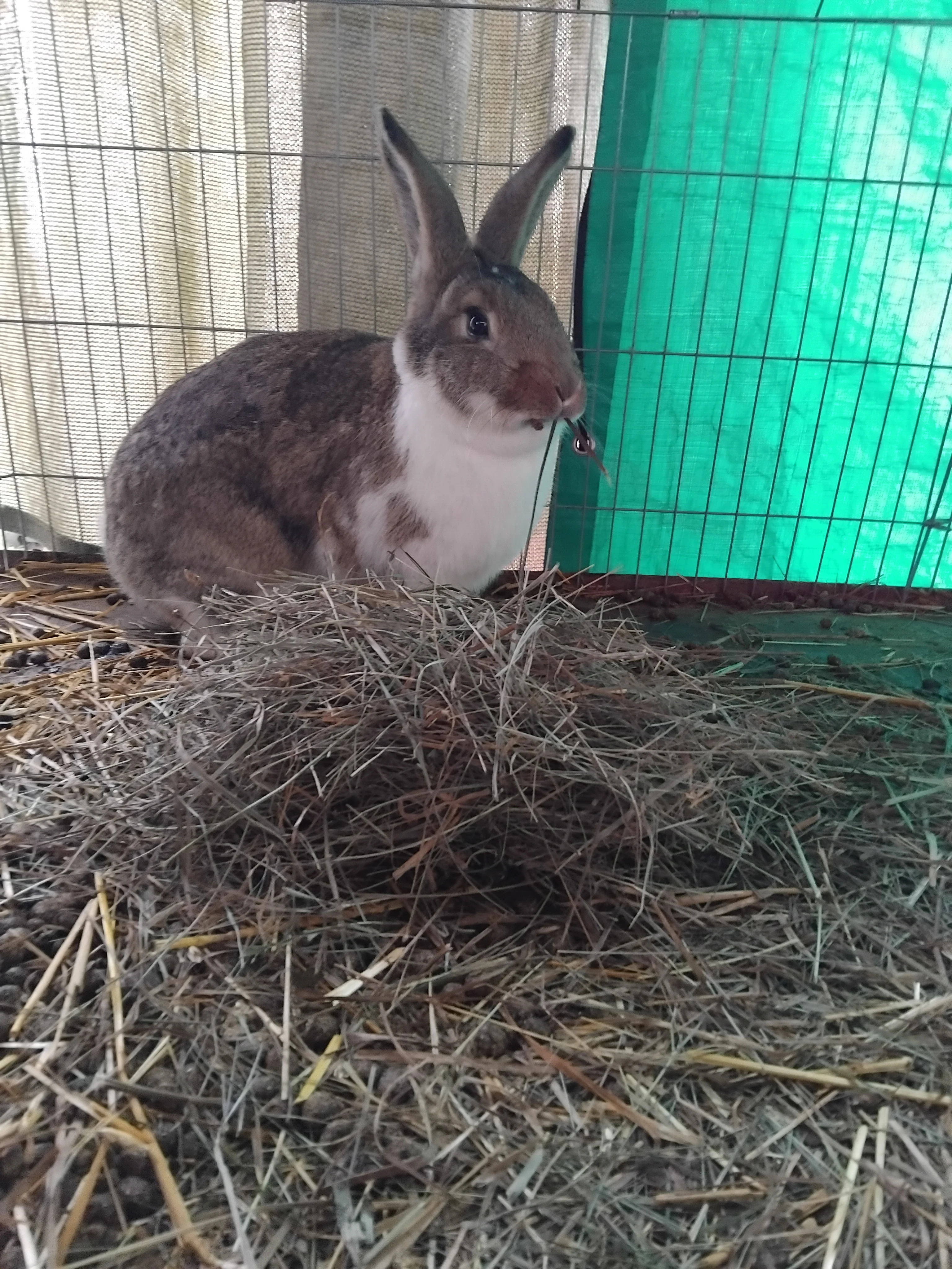 Prodej přímo od chovatele