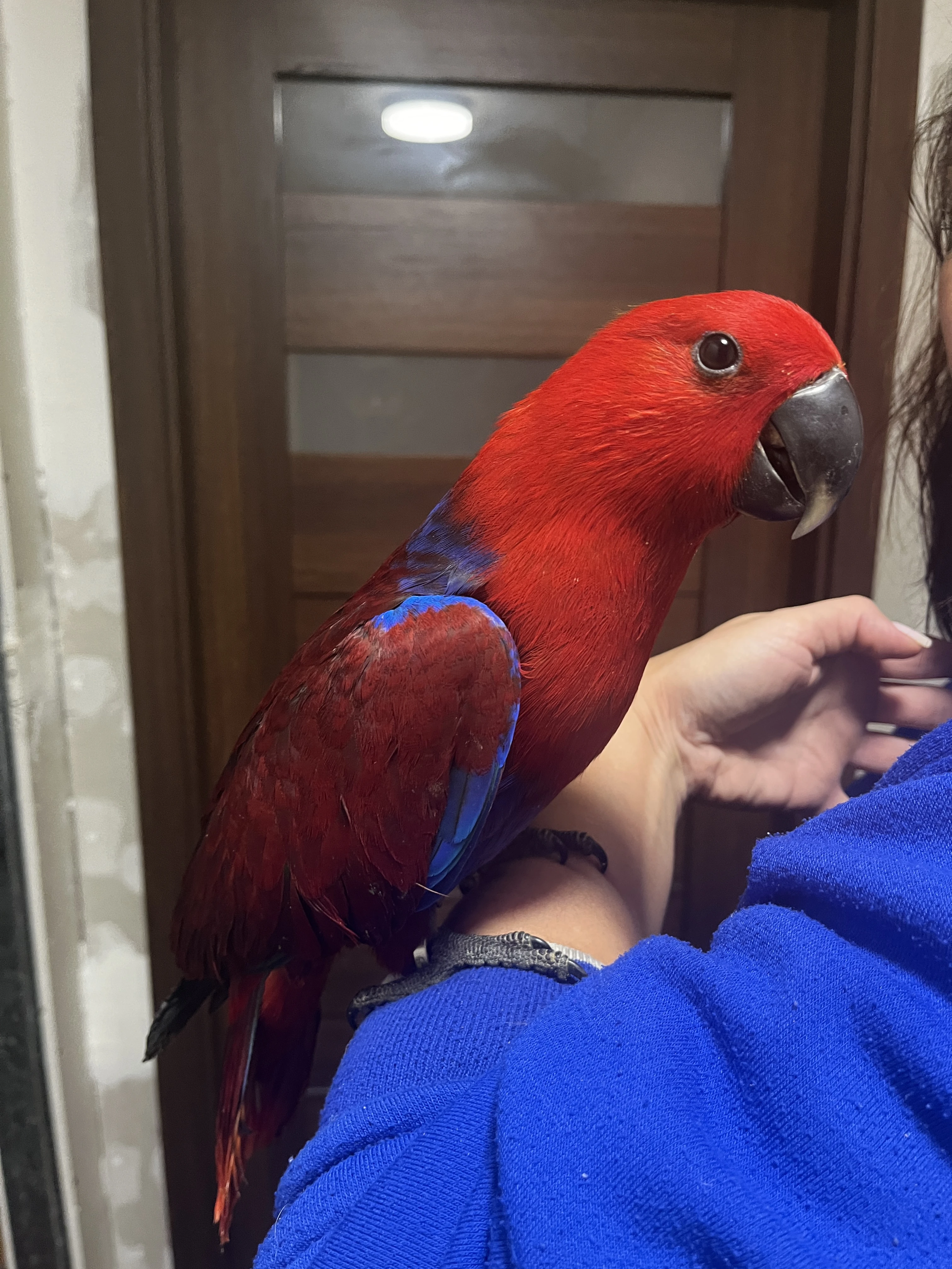 Eklektus polychloros