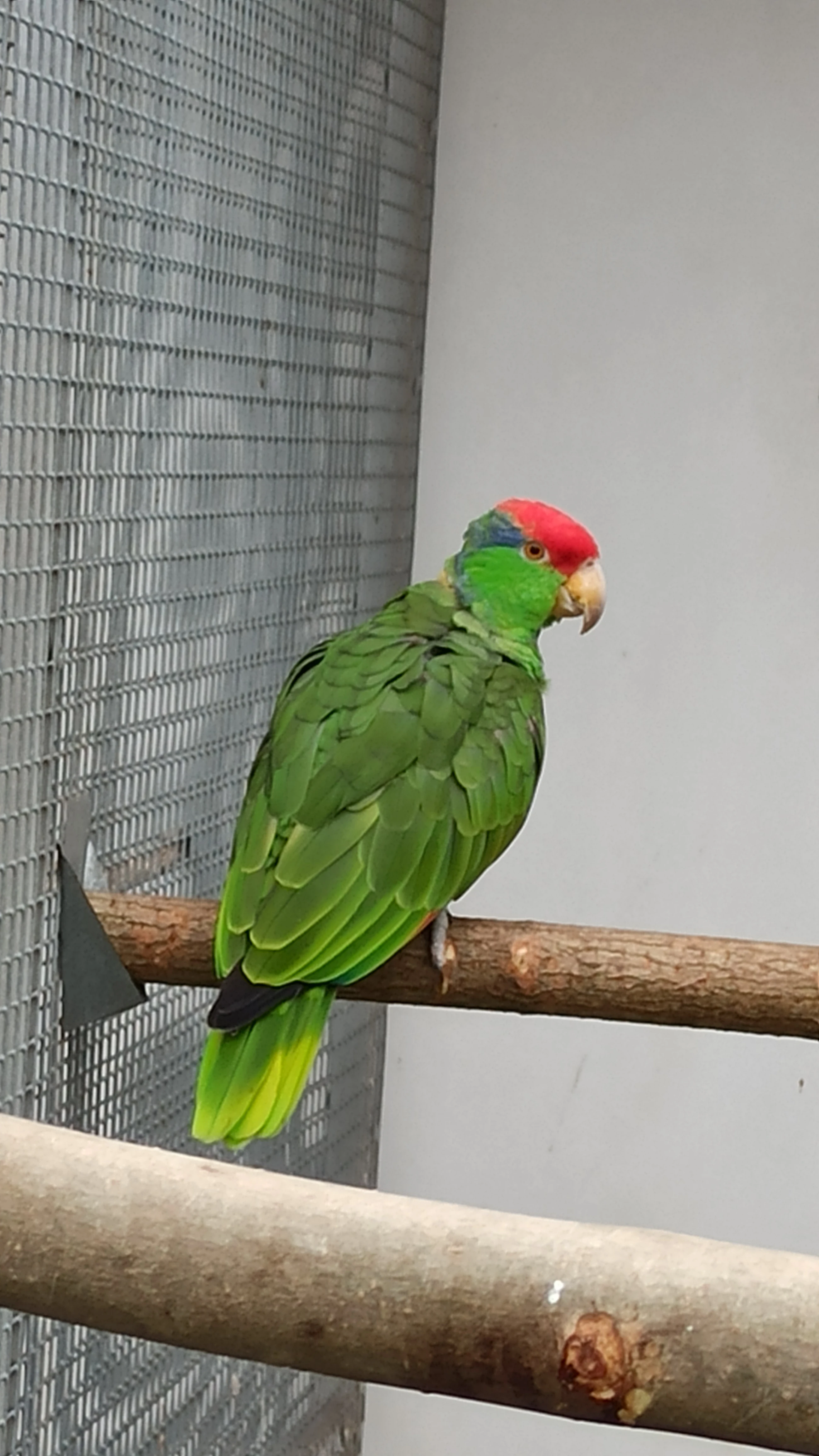 1,0 Amazoňan zelenolící