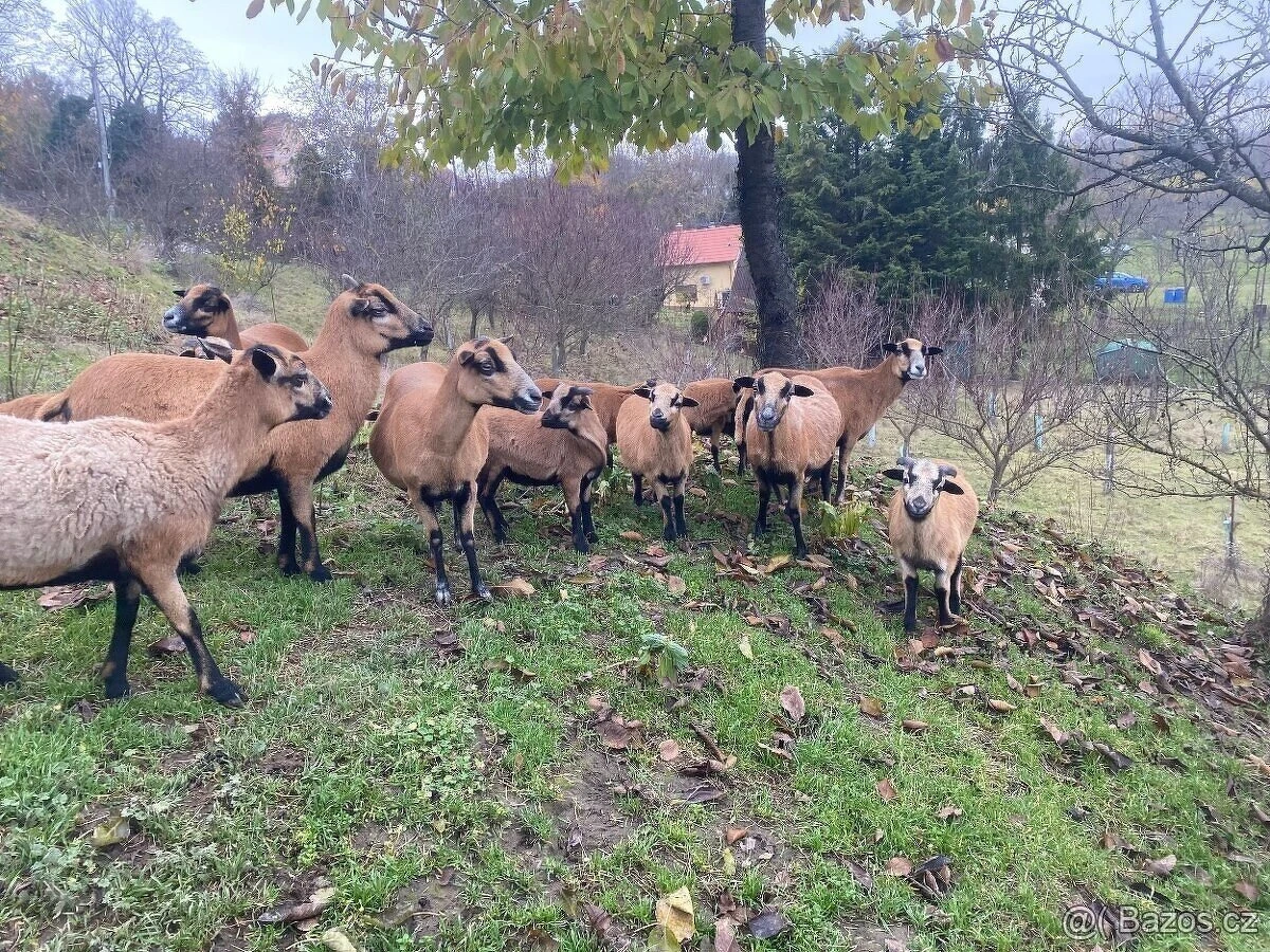 Kamerunská ovce - jehňata