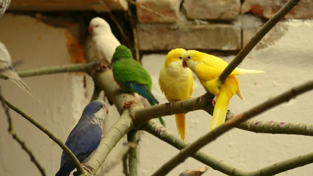 Koupím Mníšek šedý samičku