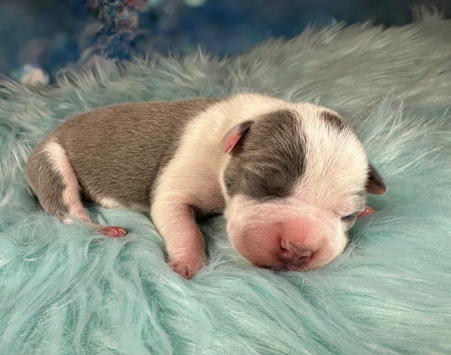 Americký Stafordšírský Teriér s PP