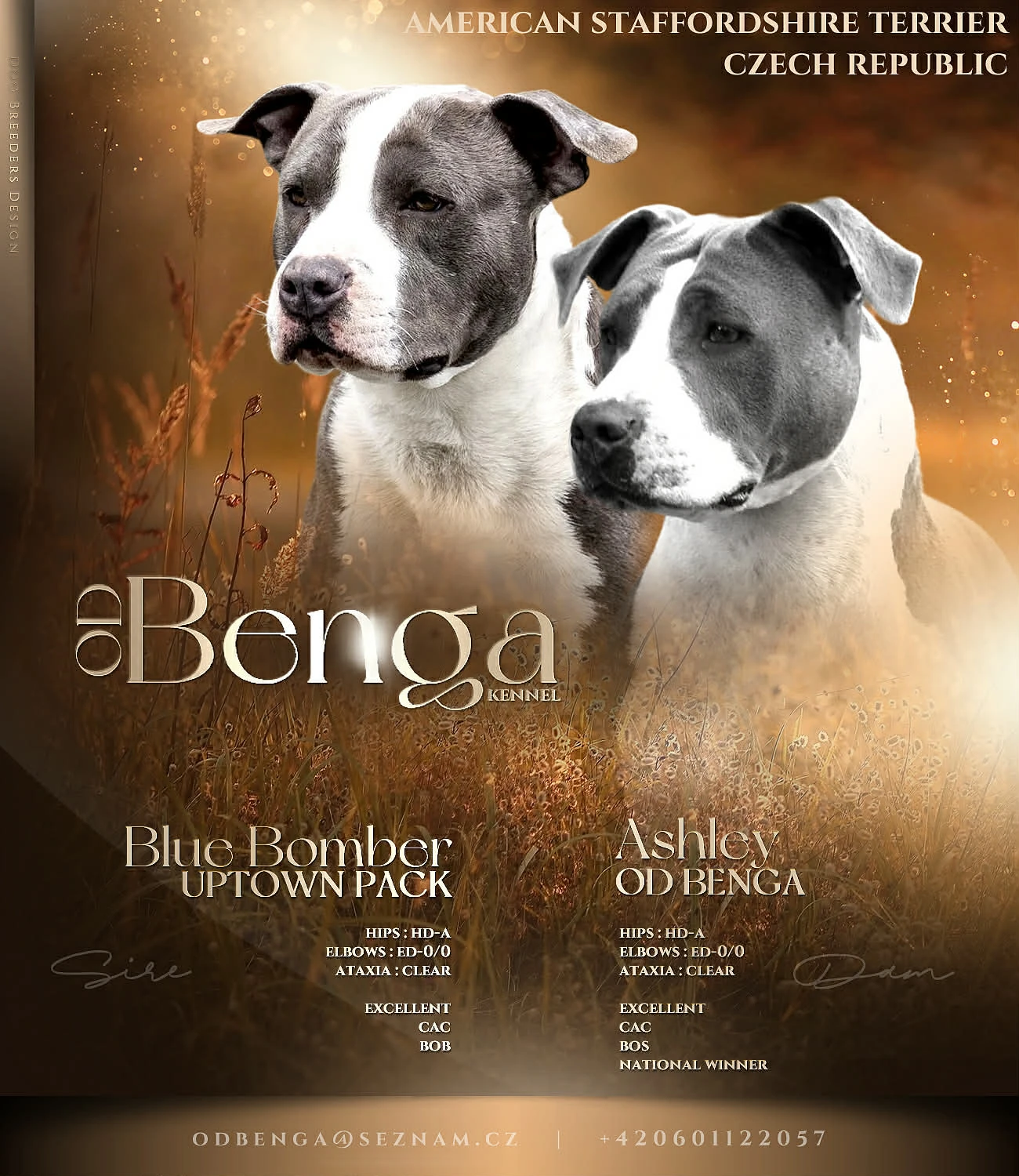 Americký Stafordšírský Teriér s PP