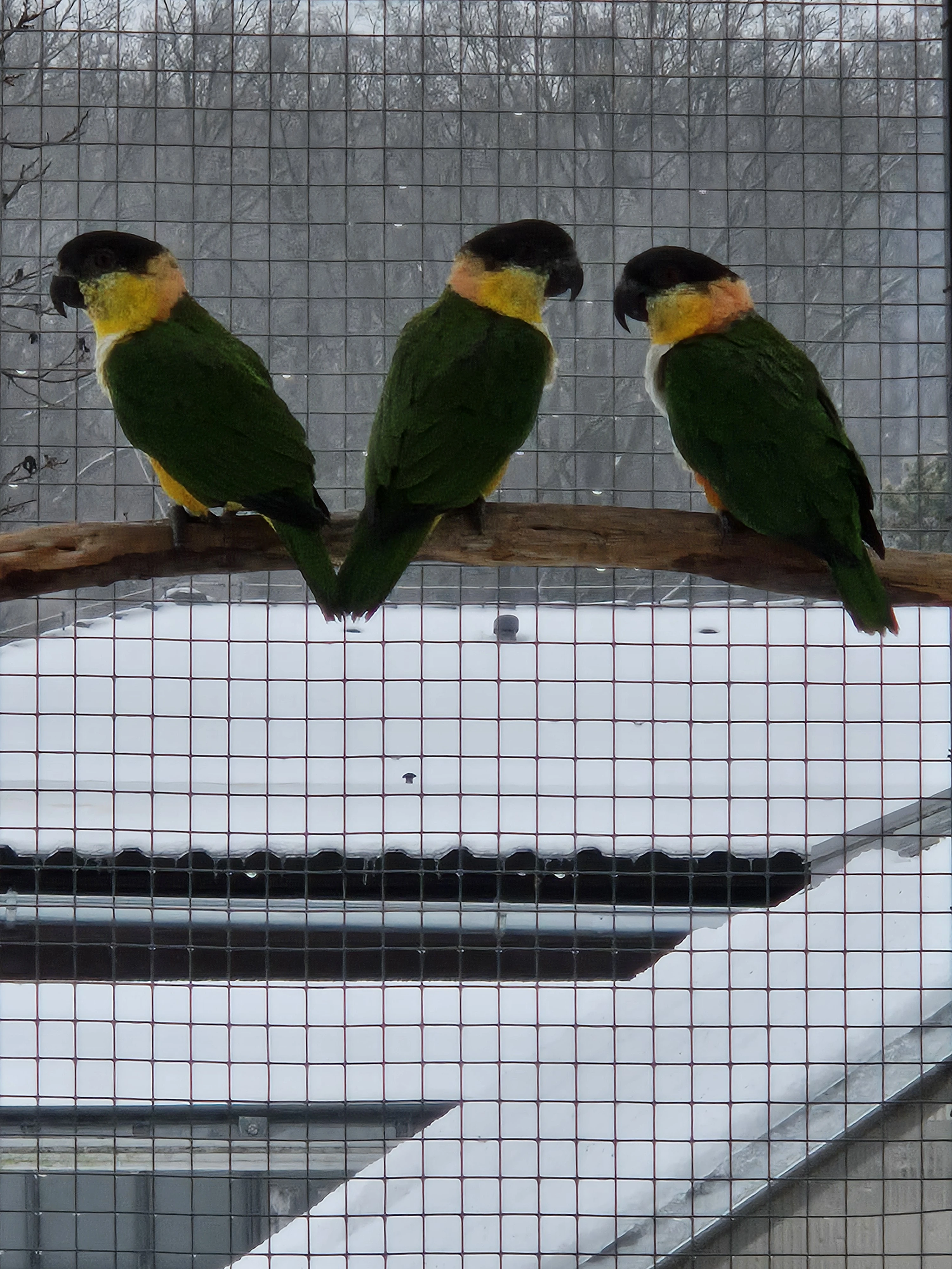 Amazónek černotemenný