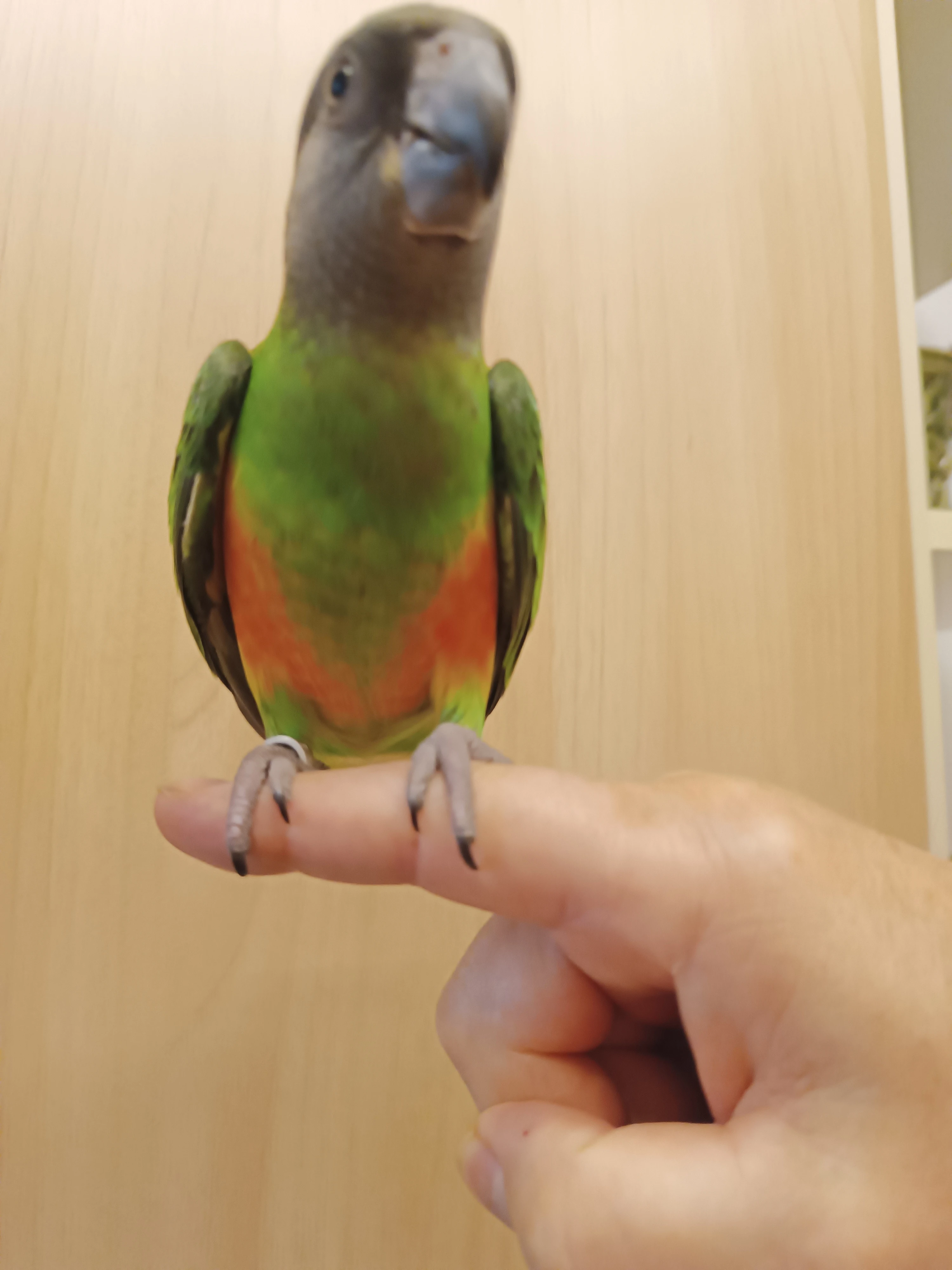 Papoušek senegalský oranžovobřichý,