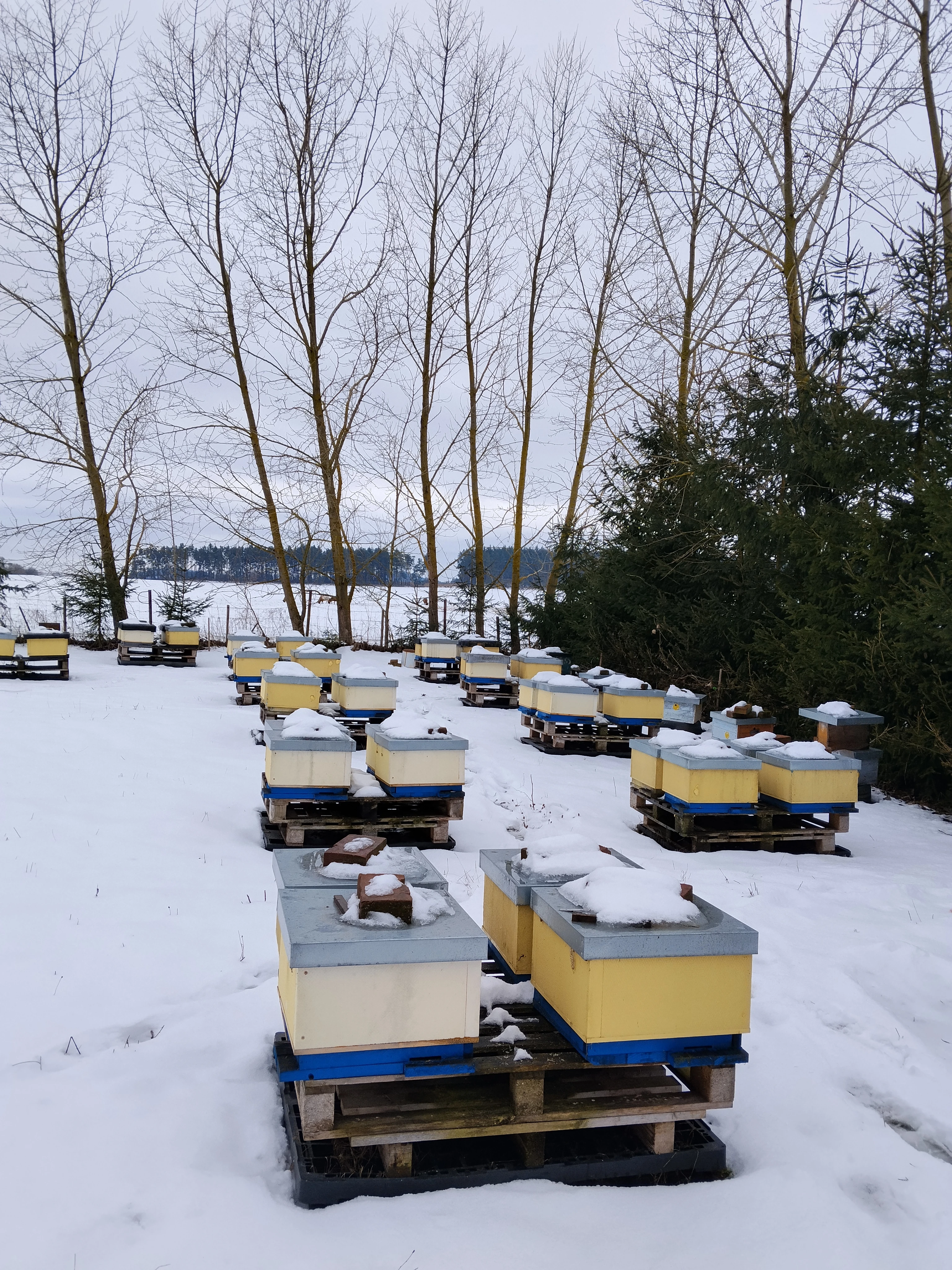 Vyzimovana včelstva, oddělky, včely