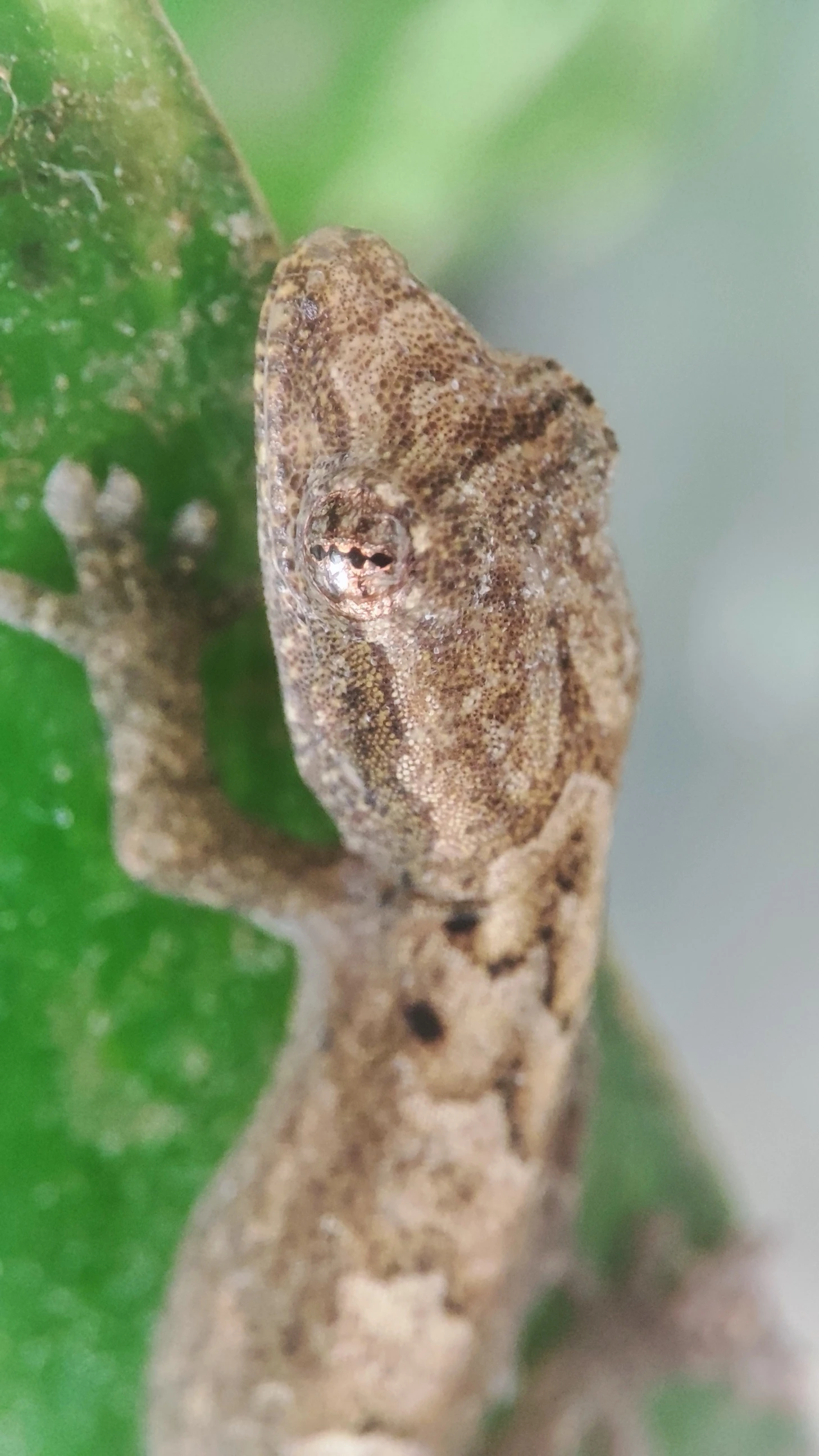 Gekon panenský (Lepidodactylus lugubris)