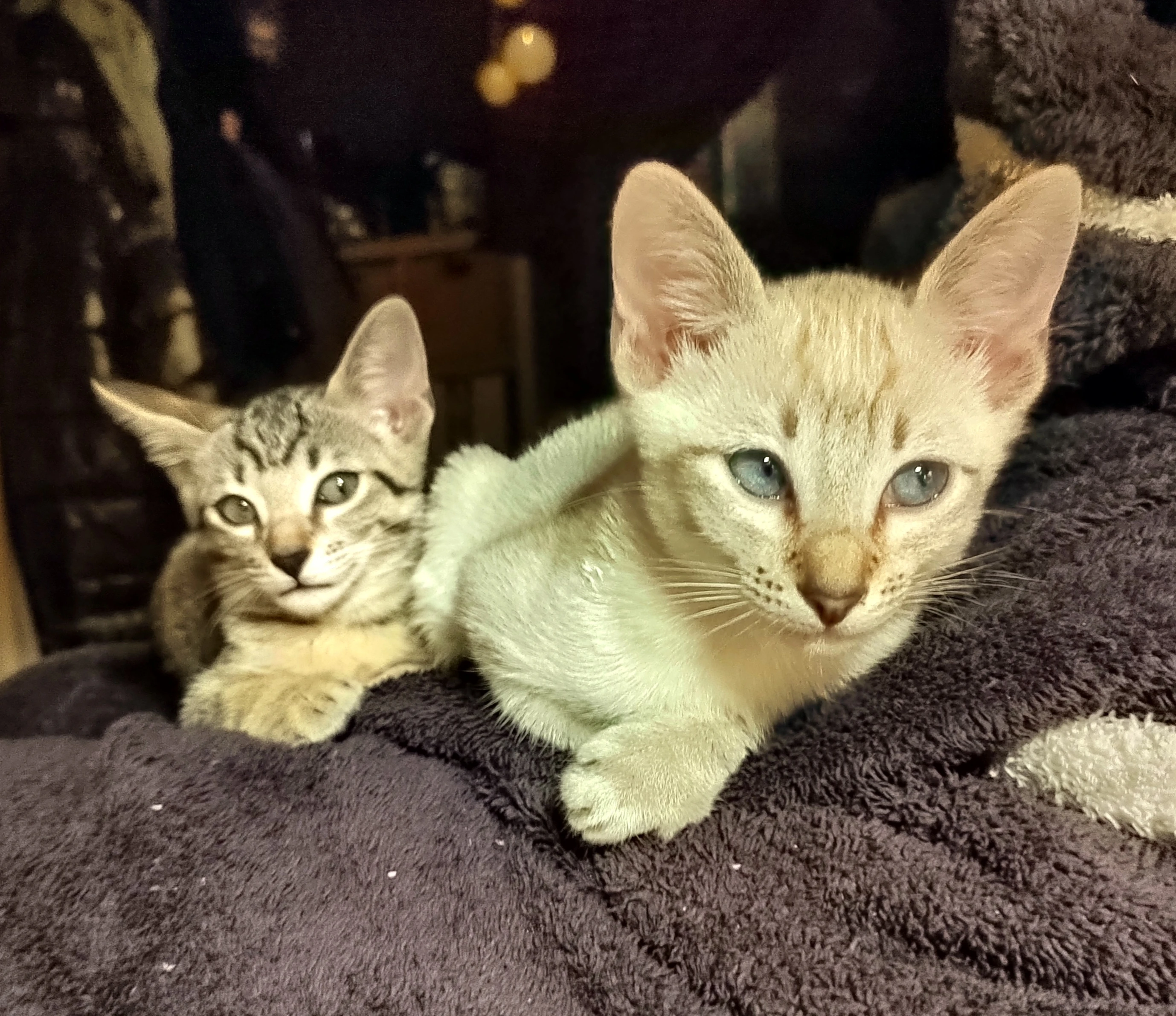 Kocouří bratři orientální a siamský, čistokrevní bez PP