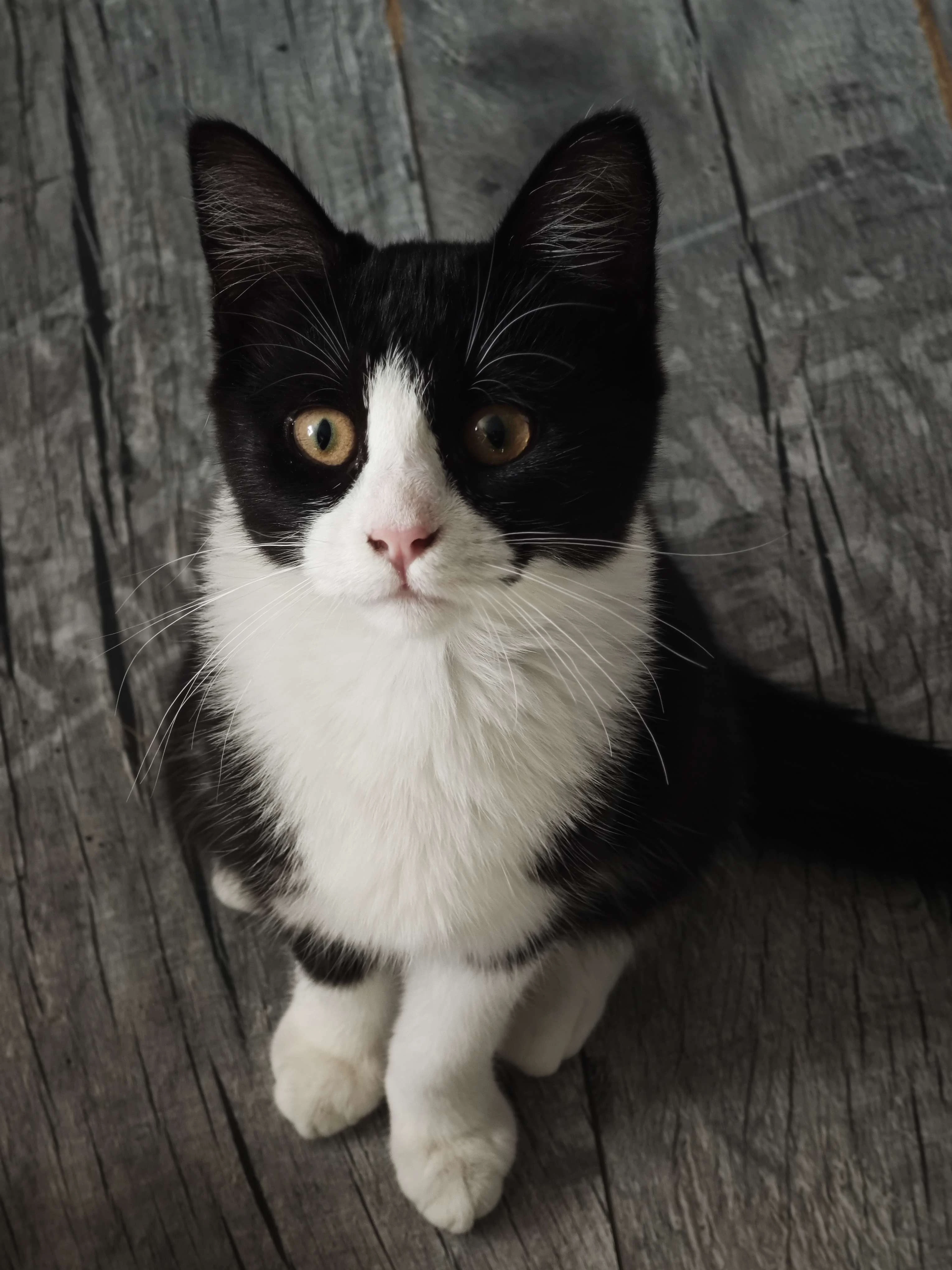 Daruji kočičku do dobrých rukou