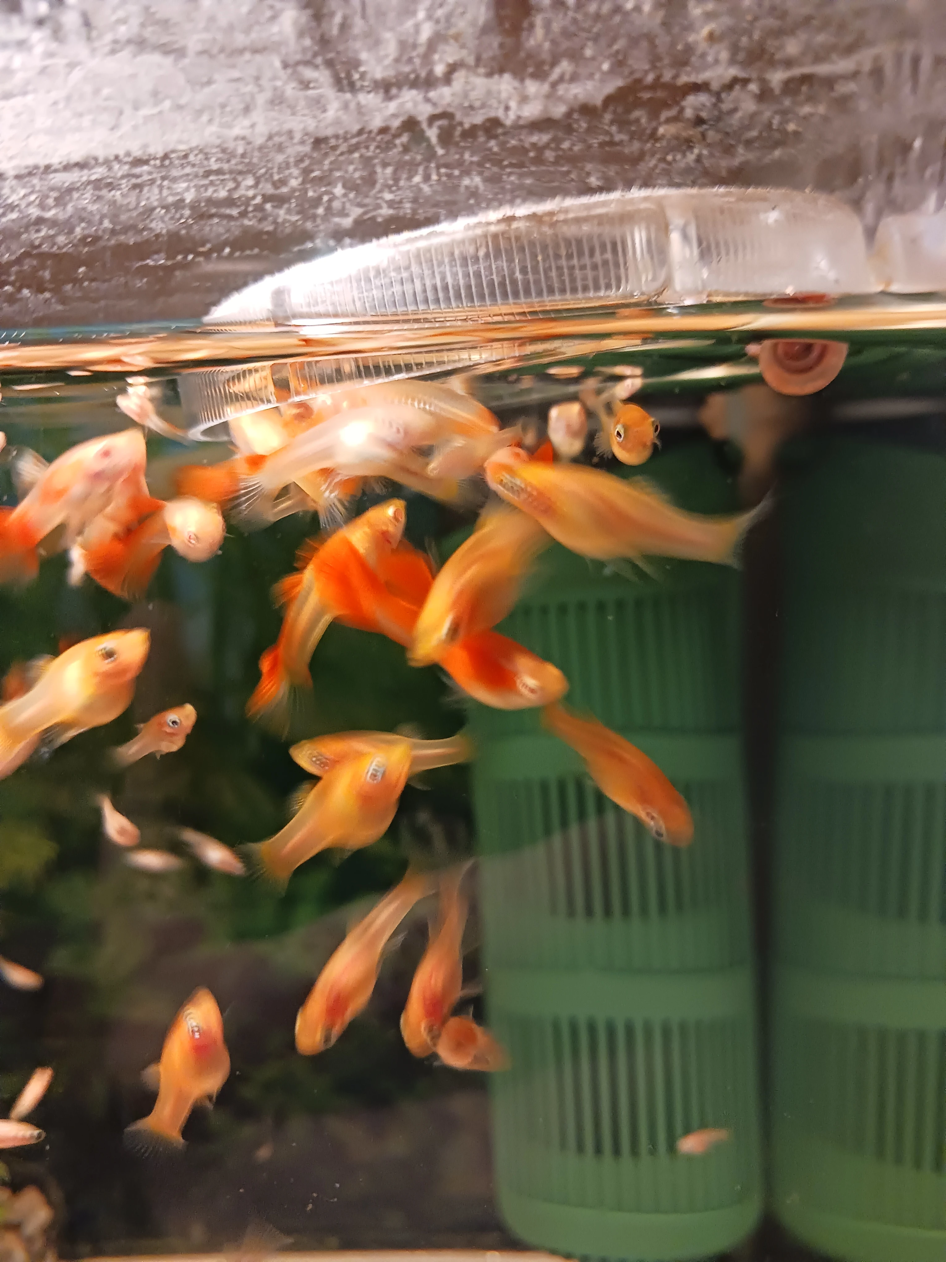 Paví očko full red albin a Gold molla lyra