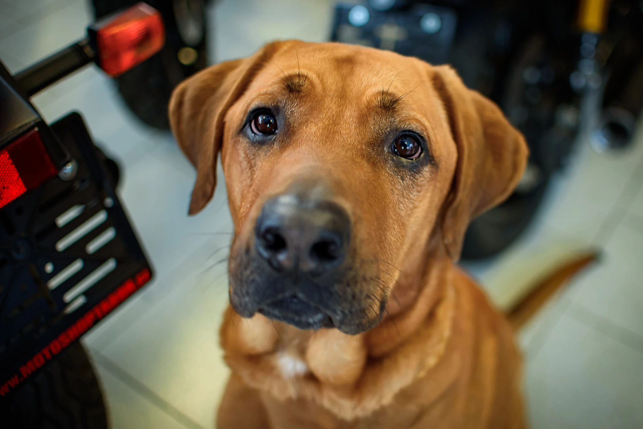 Harley legendární ridgeback