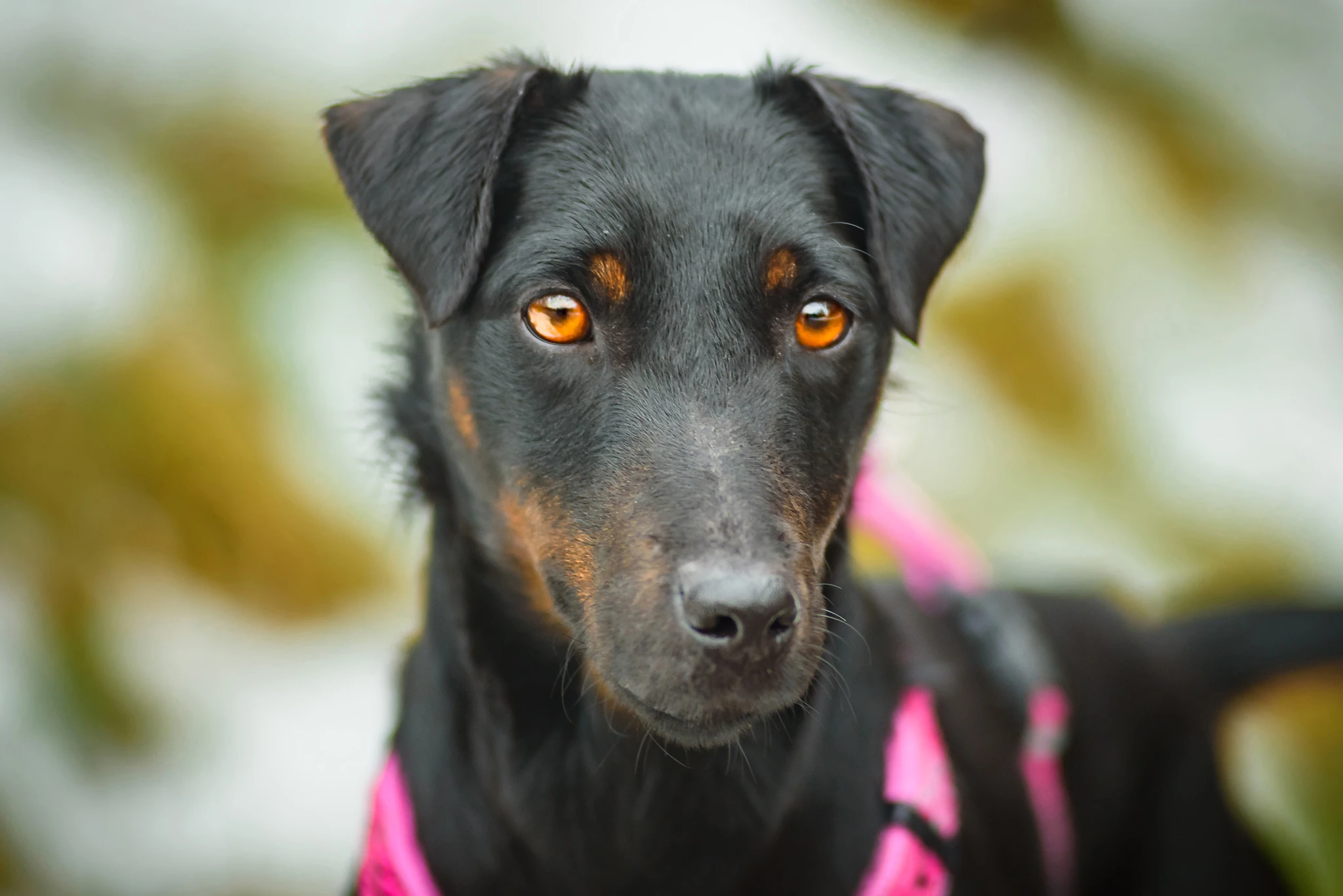 Wanted – hledá se páníček/panička pro picky