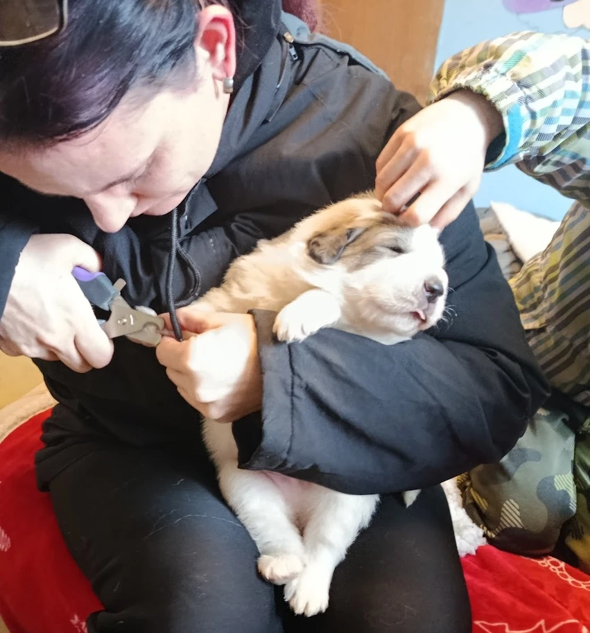 Pyrenejský horský pes chlupáči