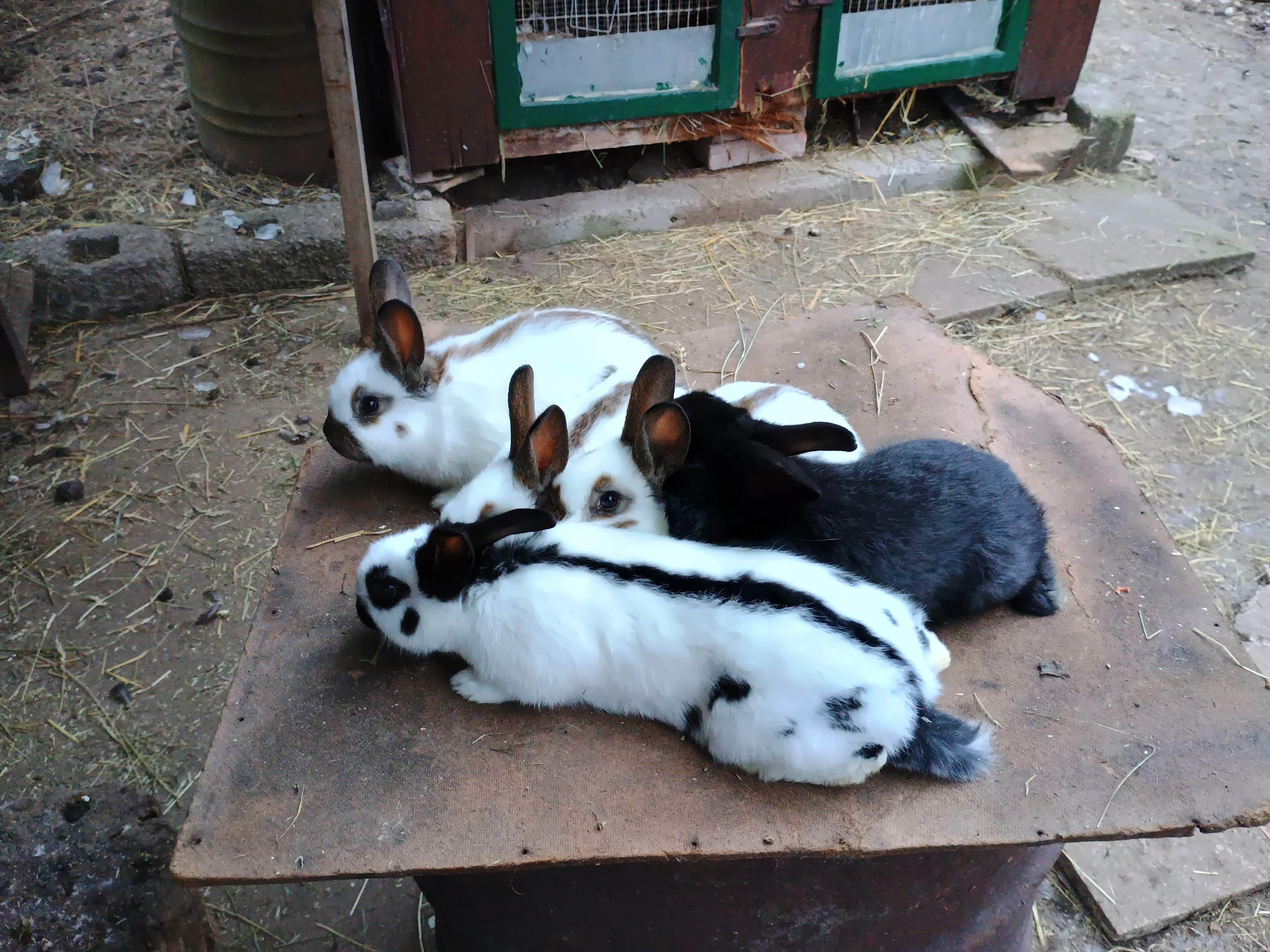 Odstávčata na dokrmení